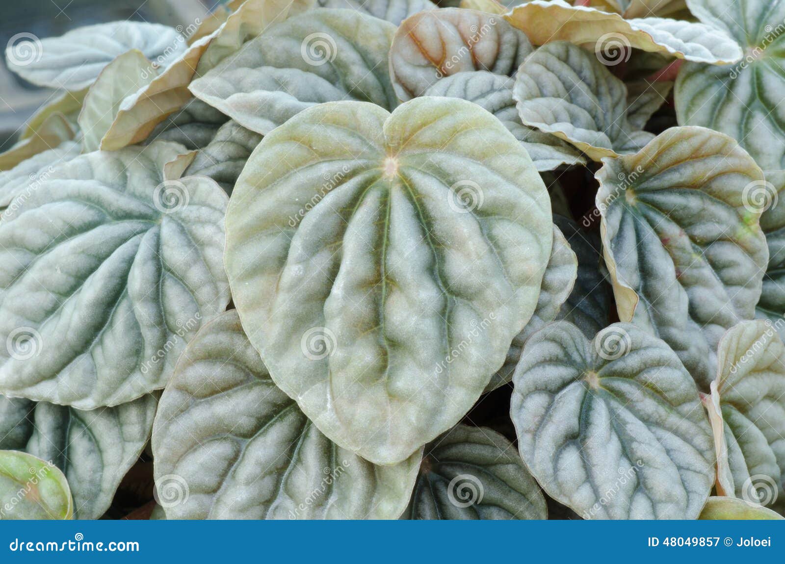 peperromia emerald ripple