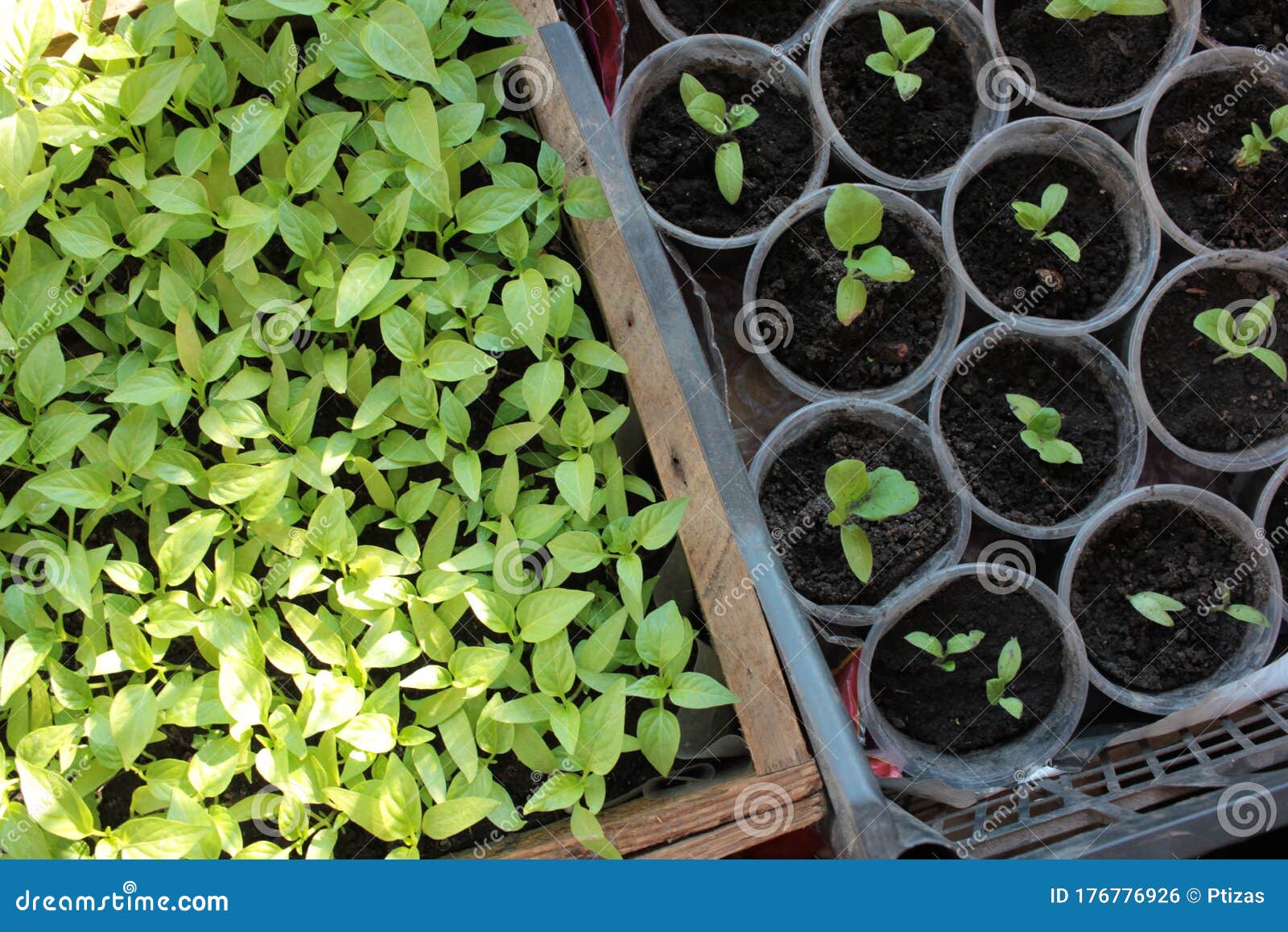eggplant seedlings eggplant seedlings
