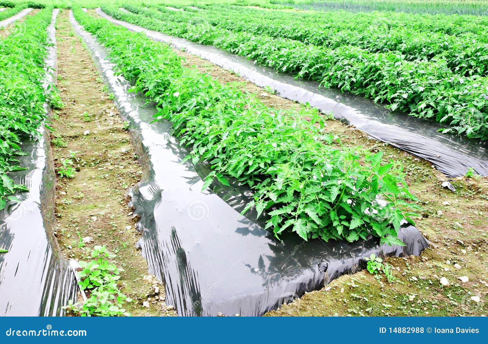 Pepper farm in spring stock photo. Image of summer, patch 14882988