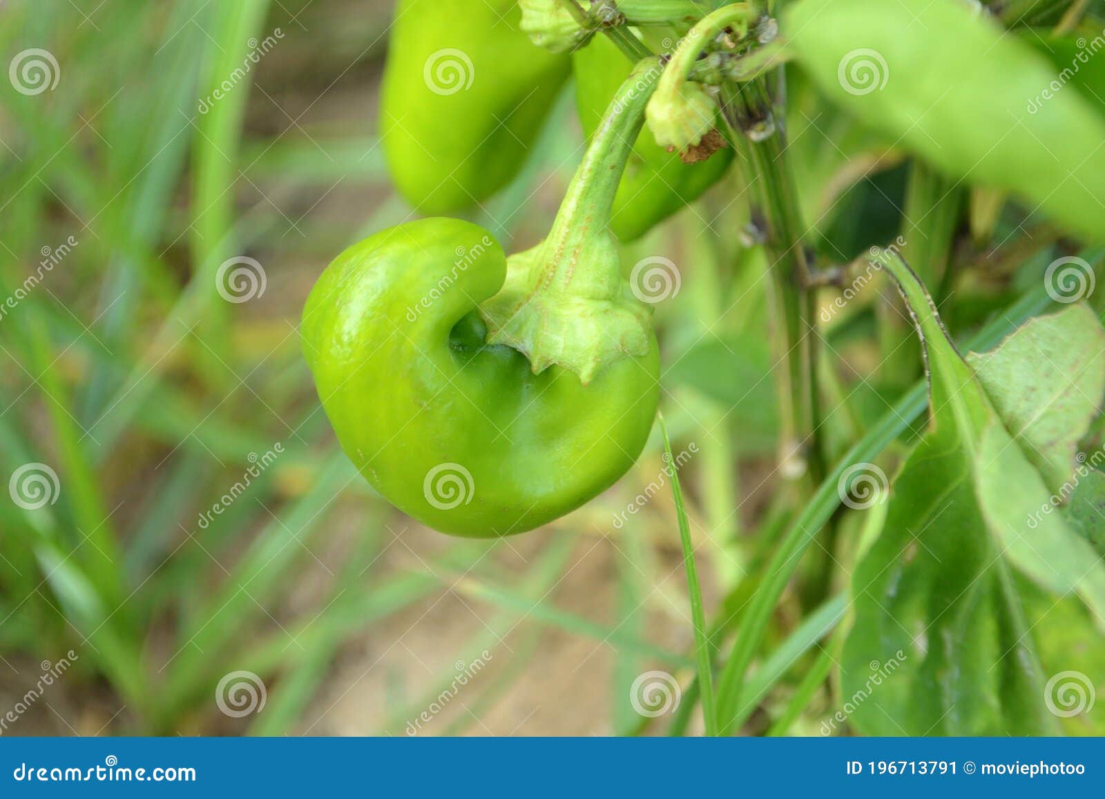 Pepper Fruit Growing in the Garden Stock Image Image of nature