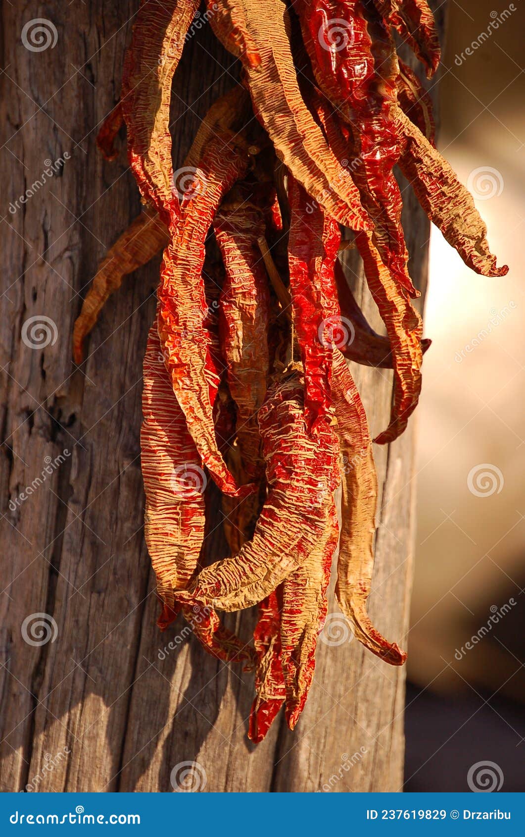 Pepper Fruits are Dried in the Sun Stock Image Image of pepper