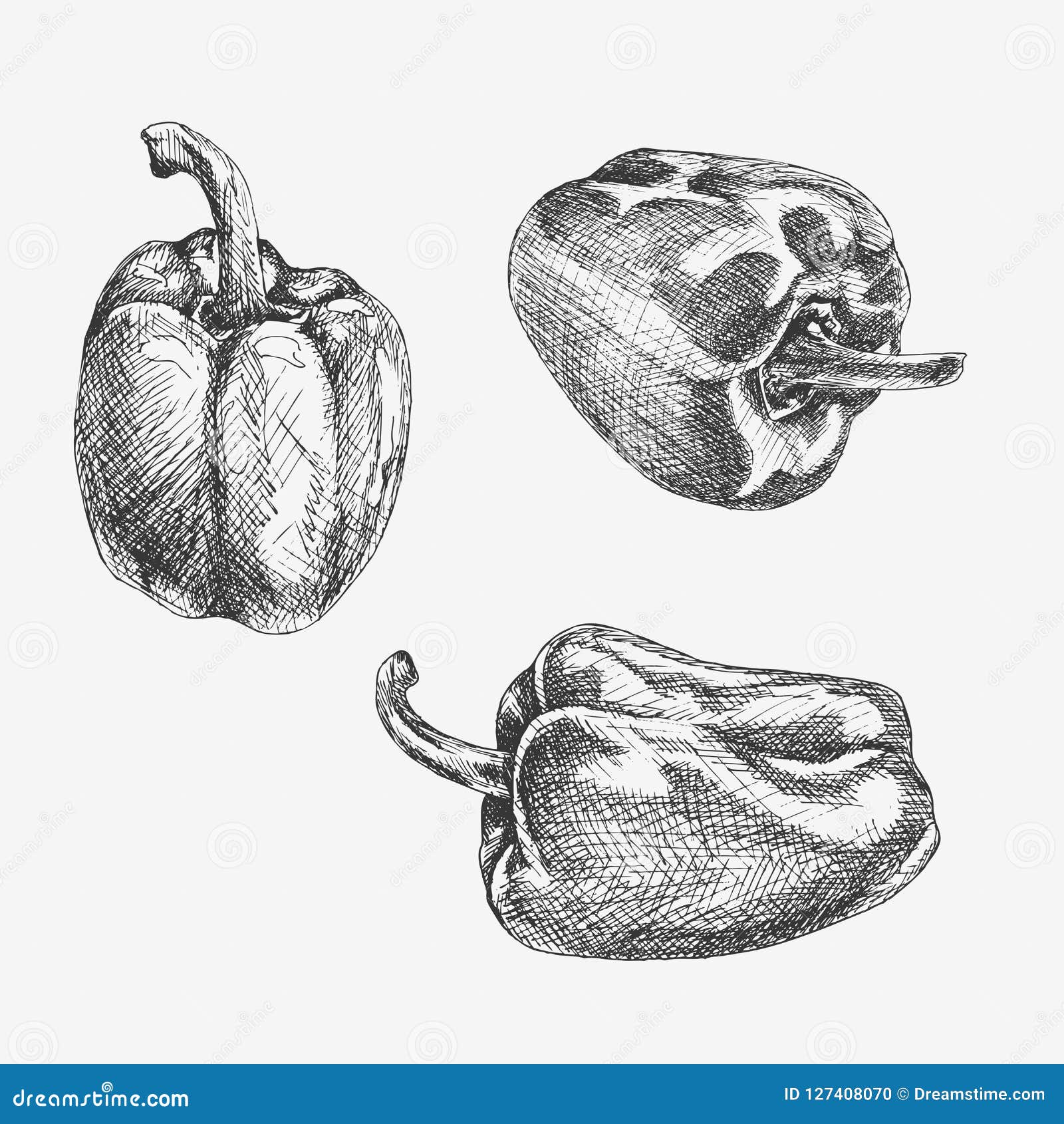 Pepper Hand Drawn Vector Set. Paprika Icon Stock Illustration