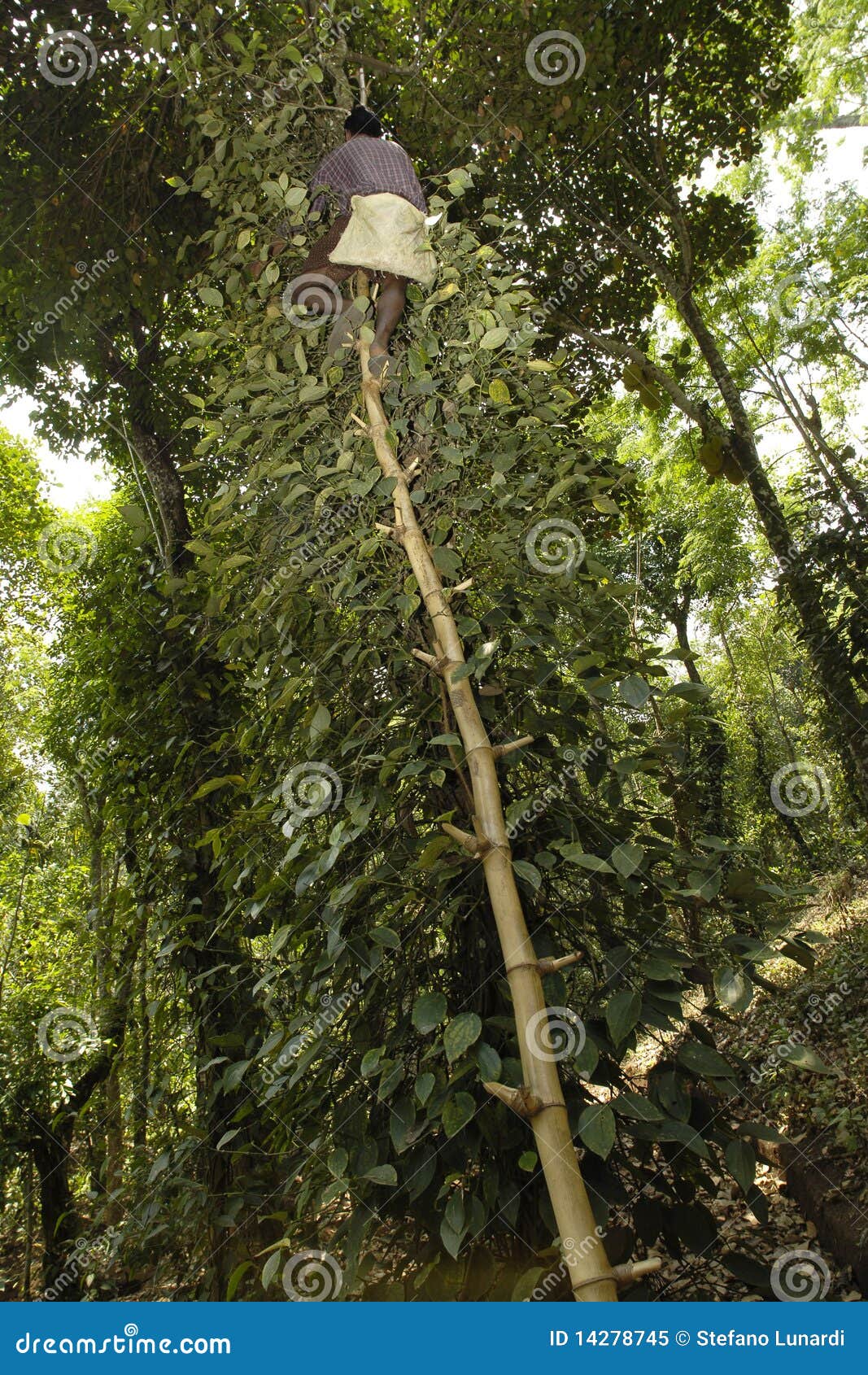 Pepper Harvest, Kerala, India Editorial Image Image of agriculture