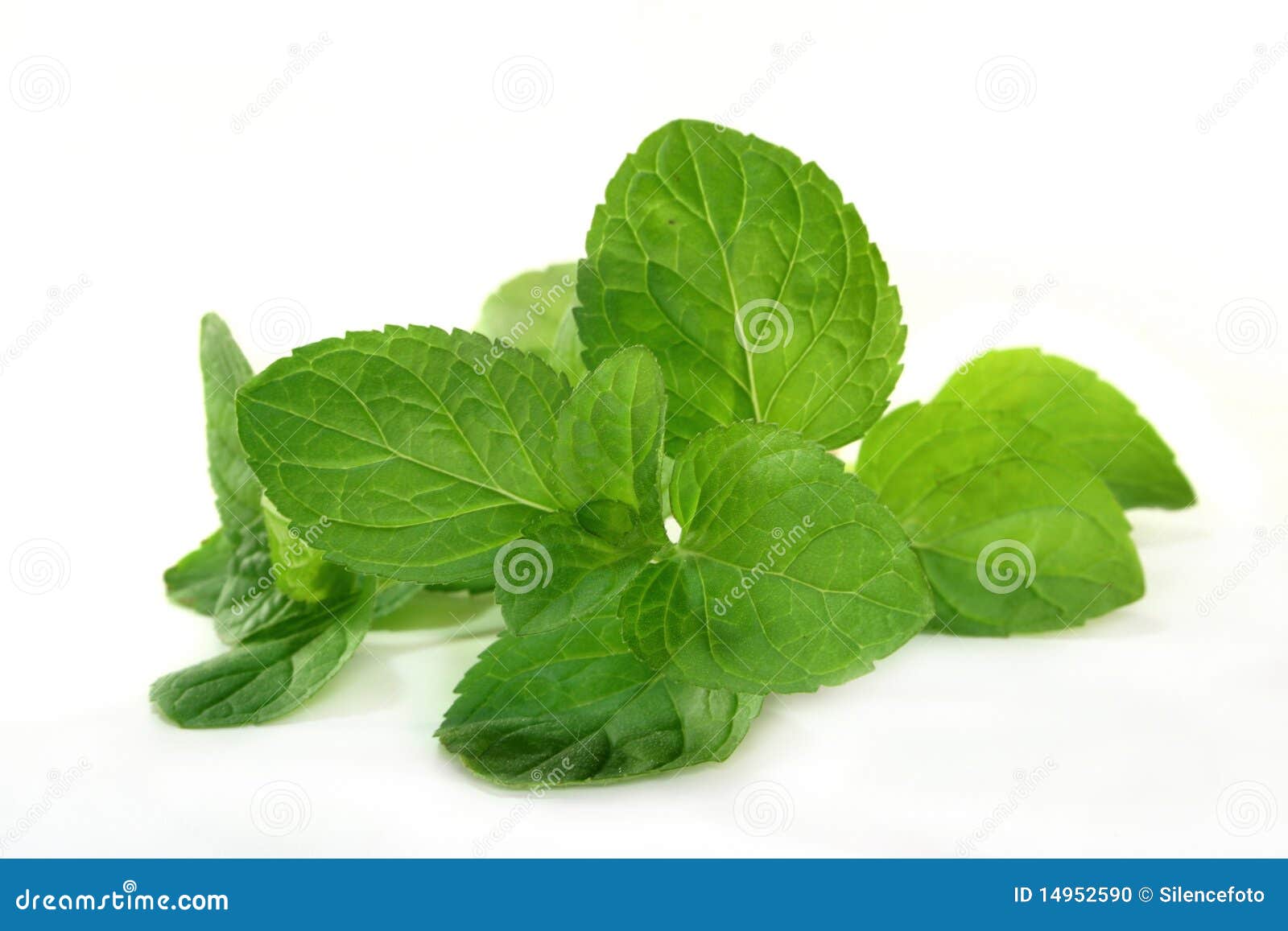 Pepper mint stock photo. Image of herbs, cook, white 14952590