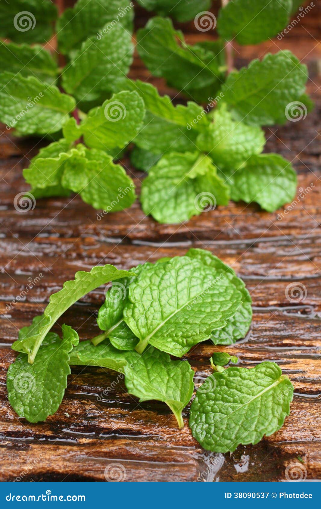 Pepper mint leaves stock image. Image of herbal, herb 38090537