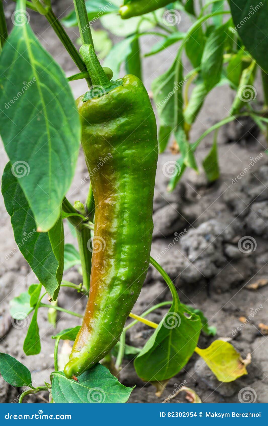 Pepper paprika stock photo. Image of leaf, nature, bush 82302954