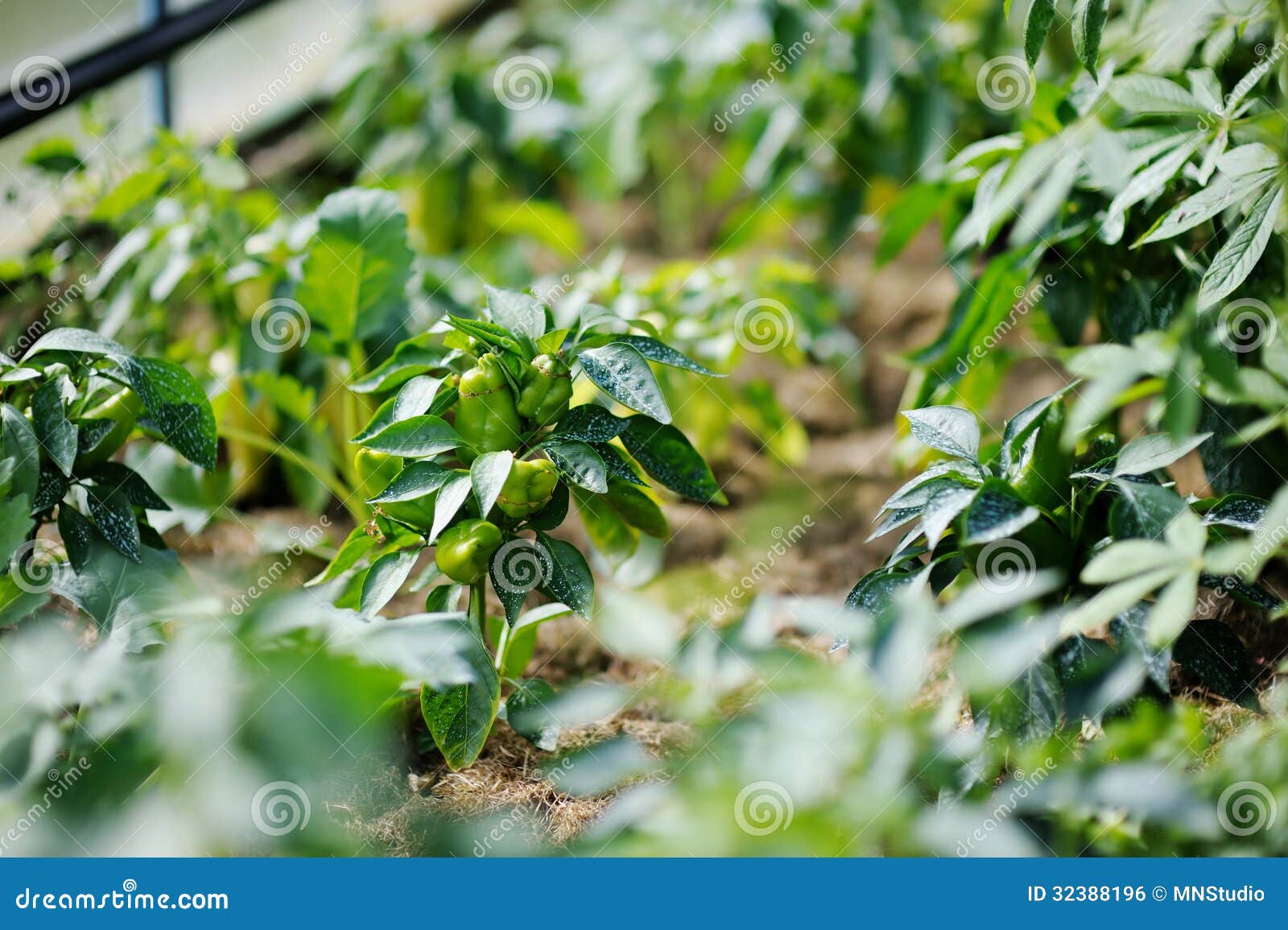 Pepper Plant Sprayed with Protective Mixture Stock Photo Image of