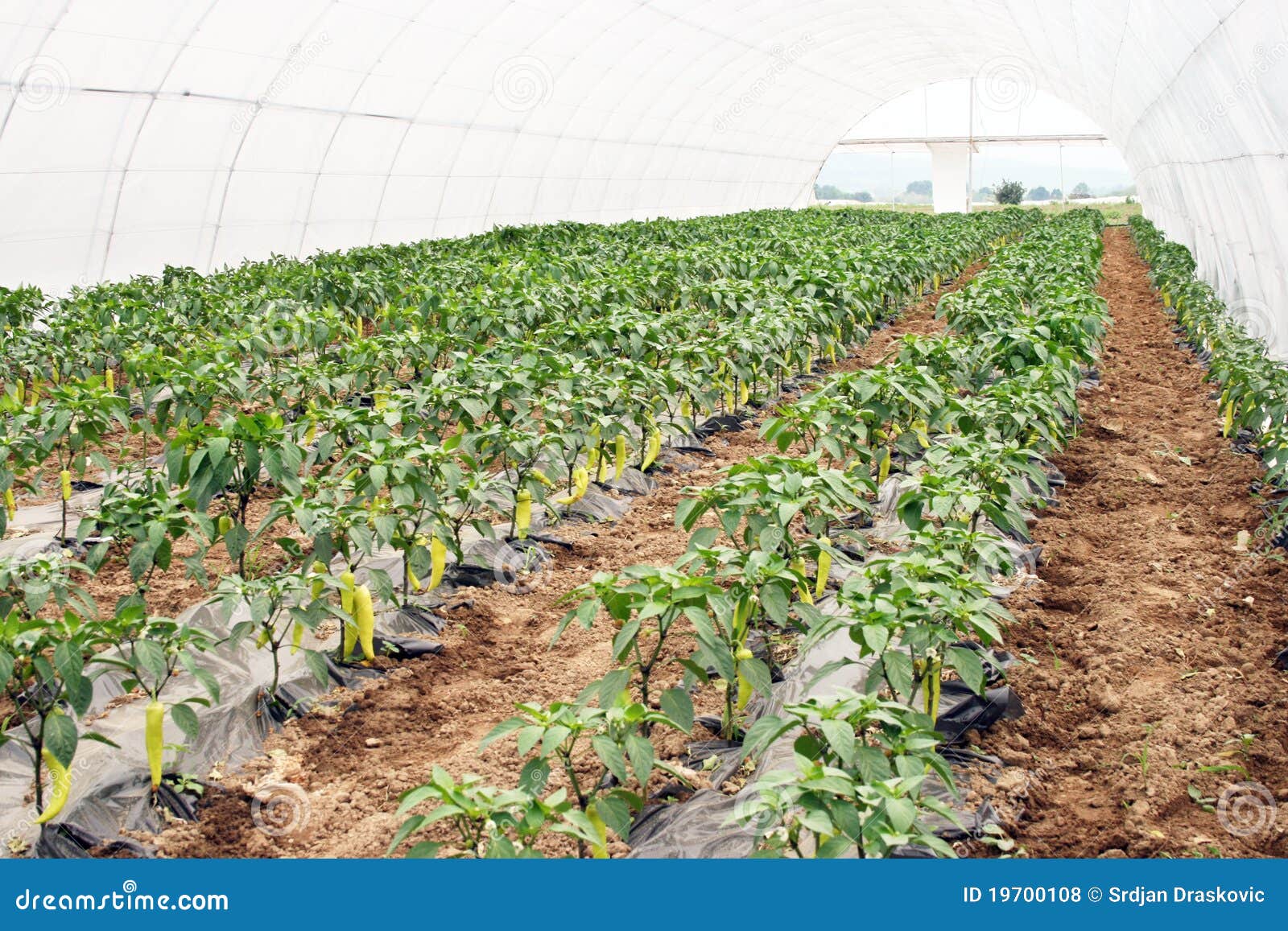 Pepper production stock photo. Image of hothouse, food 19700108