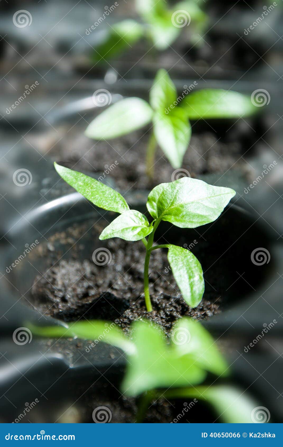 Pepper Seedlings Ready for Plant Stock Photo Image of leaf, herb