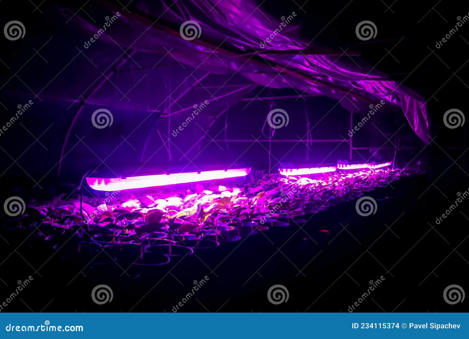 Pepper Seedlings Under Ultraviolet Lamp at Night Stock Photo Image of
