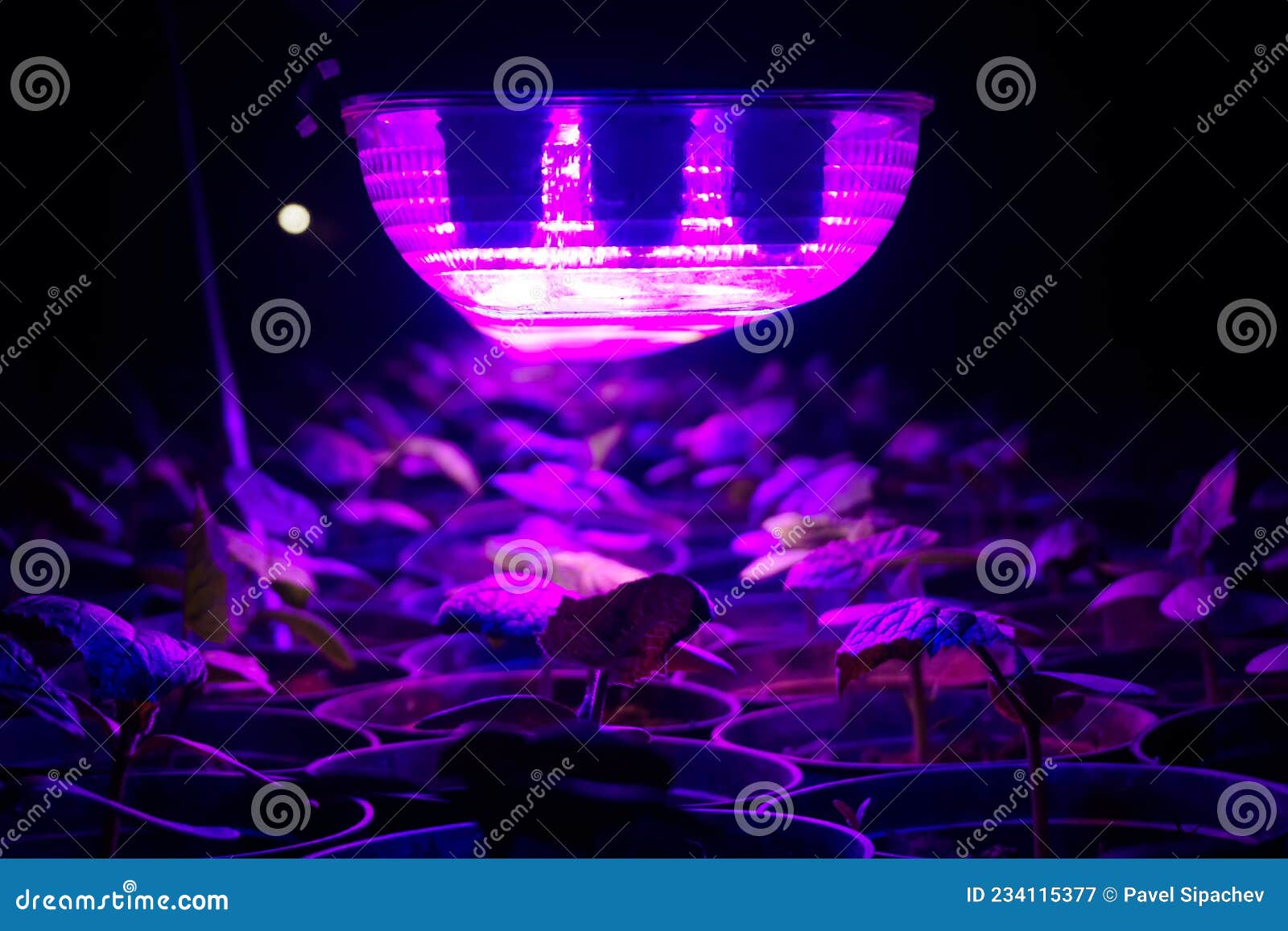 Pepper Seedlings Under Ultraviolet Lamp at Night Stock Image Image of