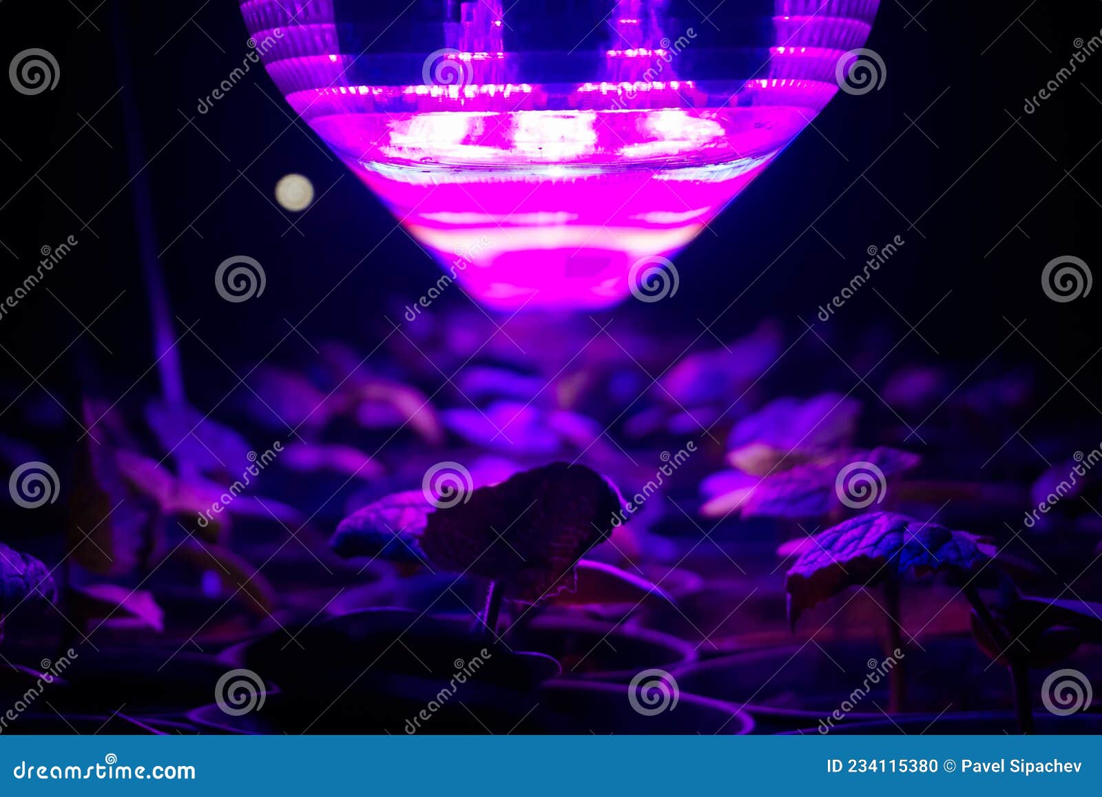 Pepper Seedlings Under Ultraviolet Lamp at Night Stock Photo Image of
