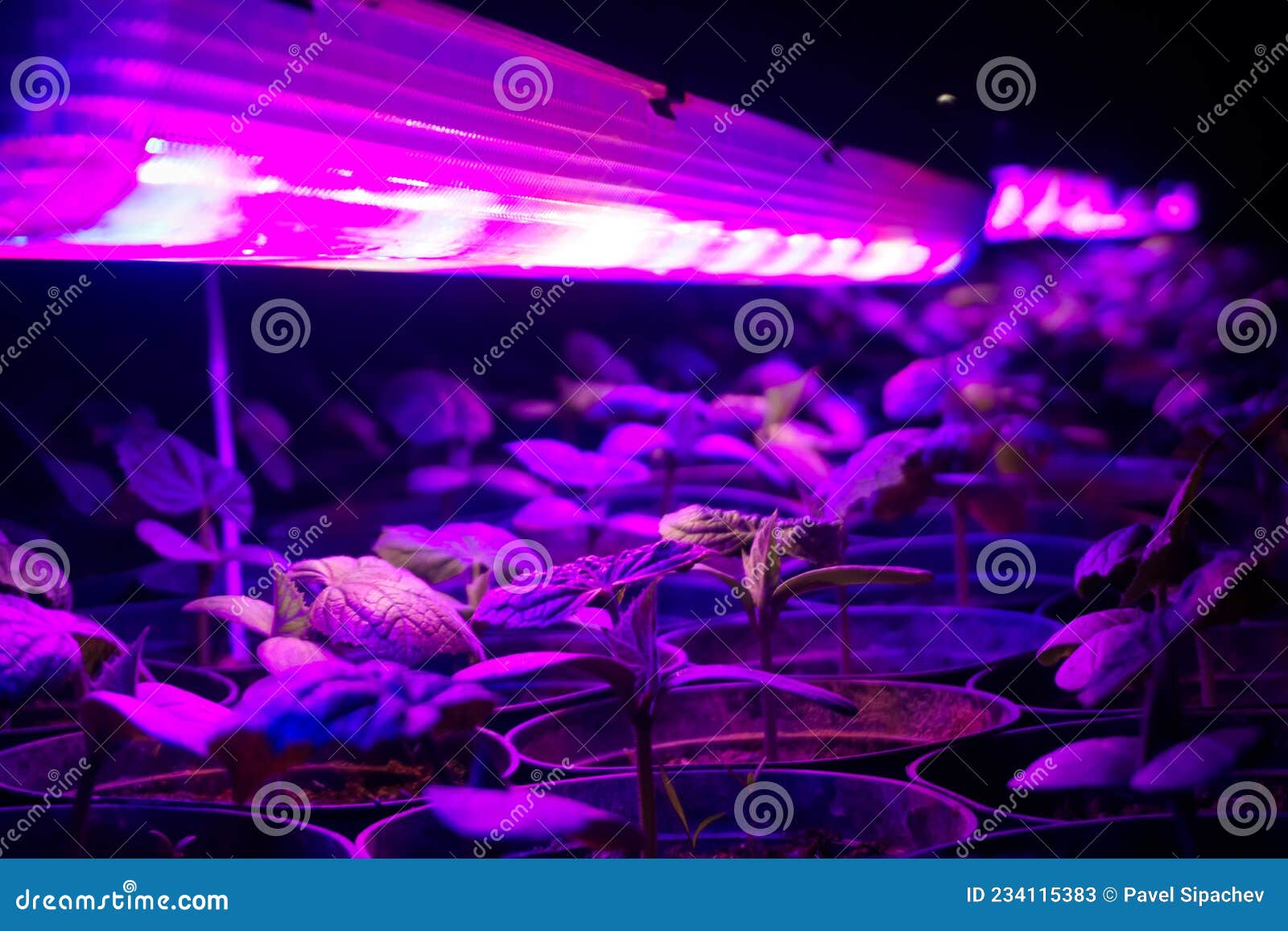 Pepper Seedlings Under Ultraviolet Lamp at Night Stock Image Image of