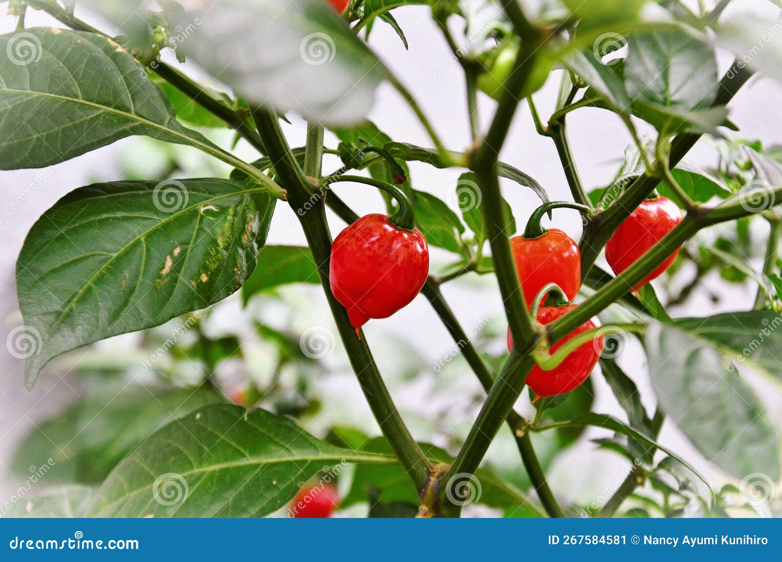 ripe capsicum chinense peppers in the backyard