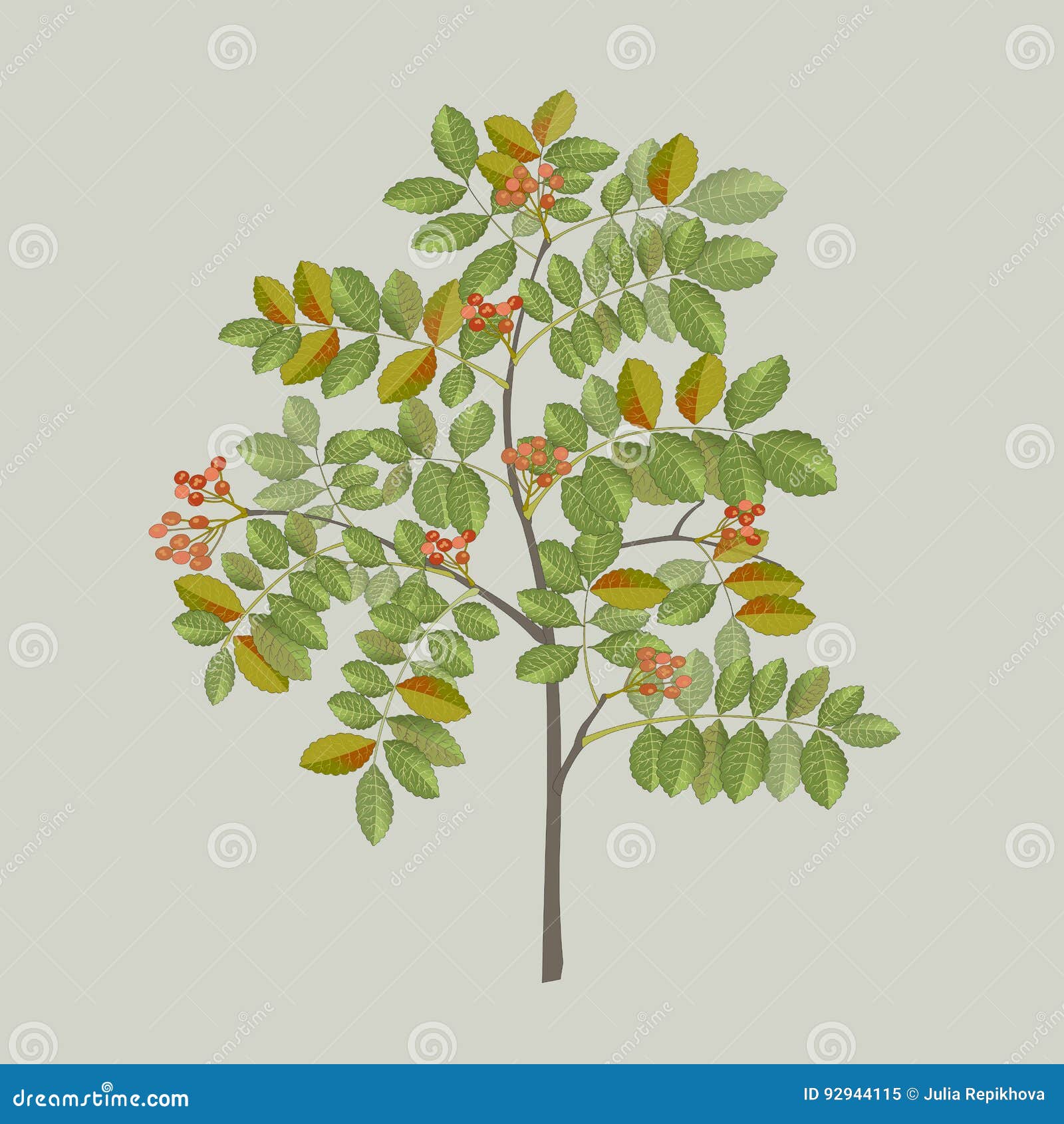 Pepper Tree Branch with Leaves and Berries Stock Vector Illustration