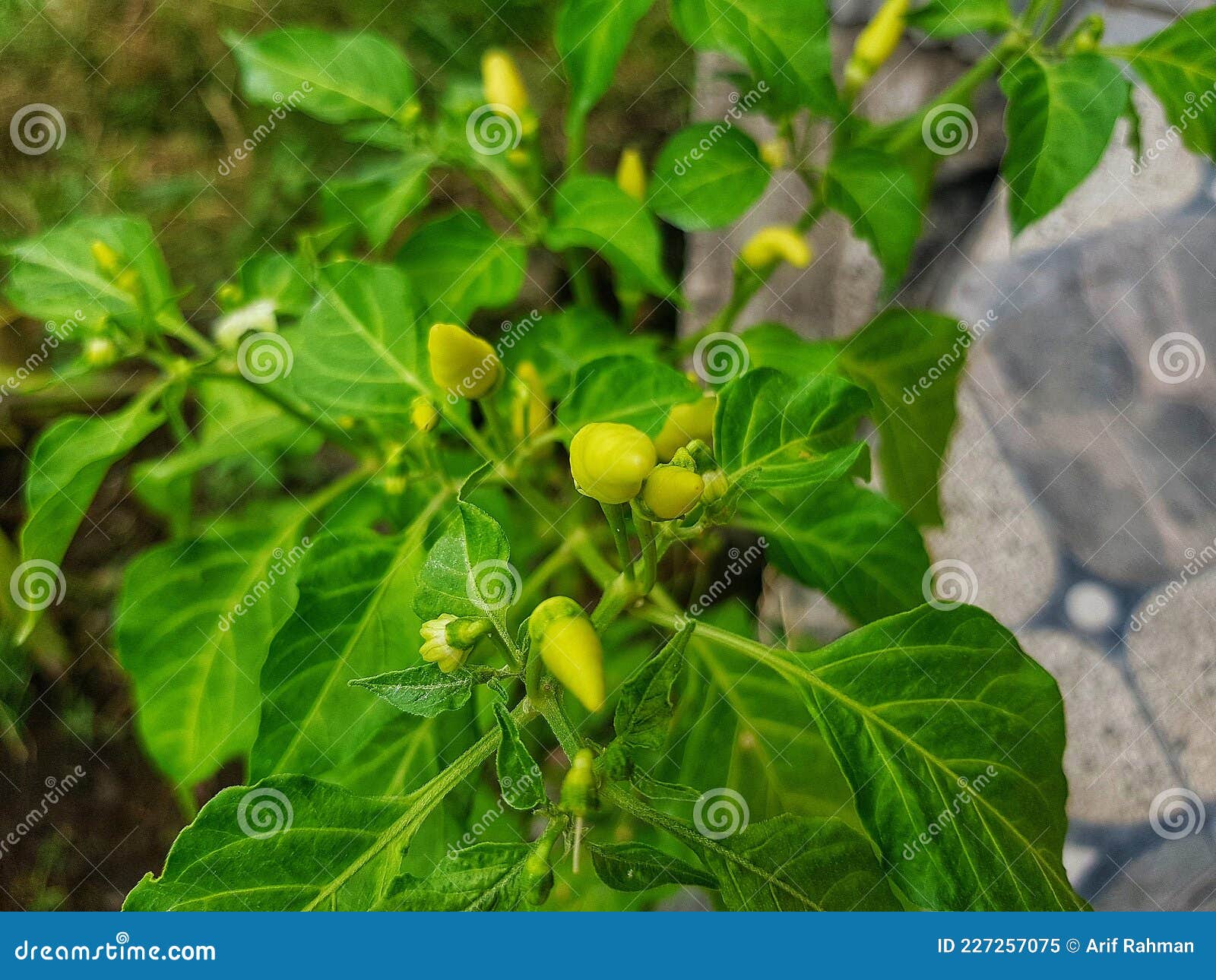 A Pepper Tree with Yellow Thick Fruits Stock Image Image of tree, fruits 227257075