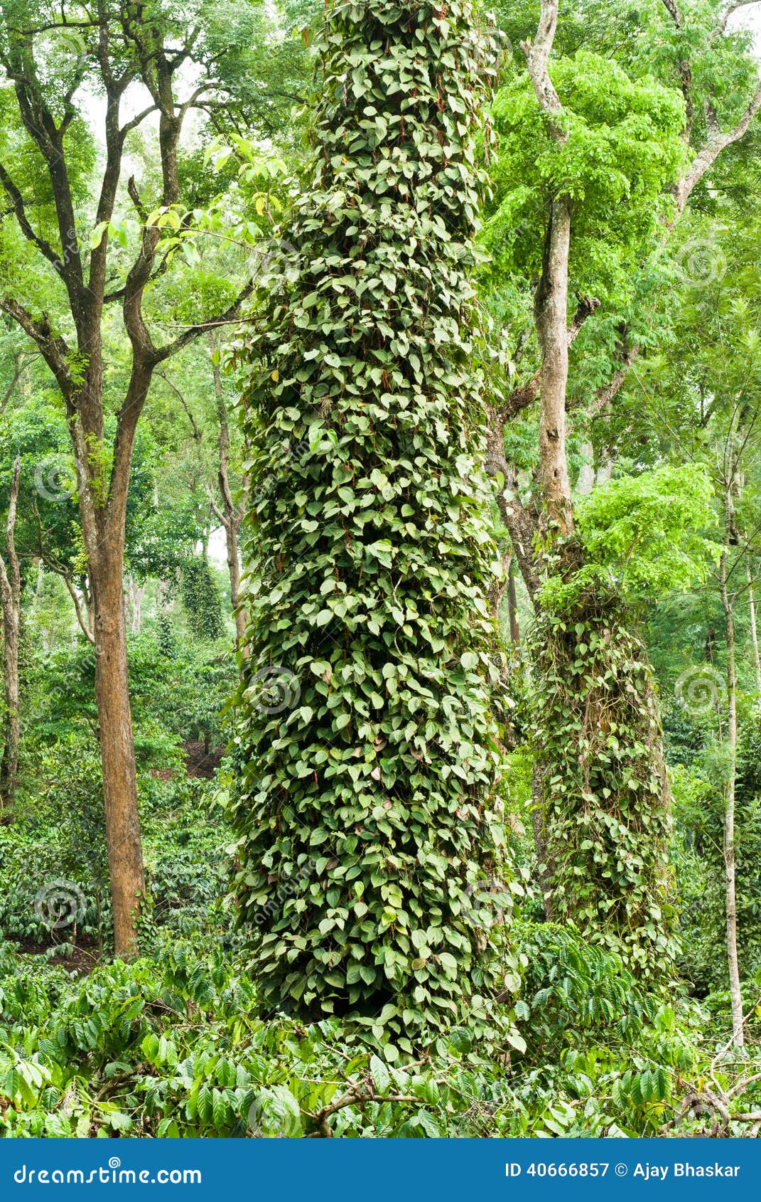 Pepper vines stock image. Image of flowers, blossom, greenery 40666857