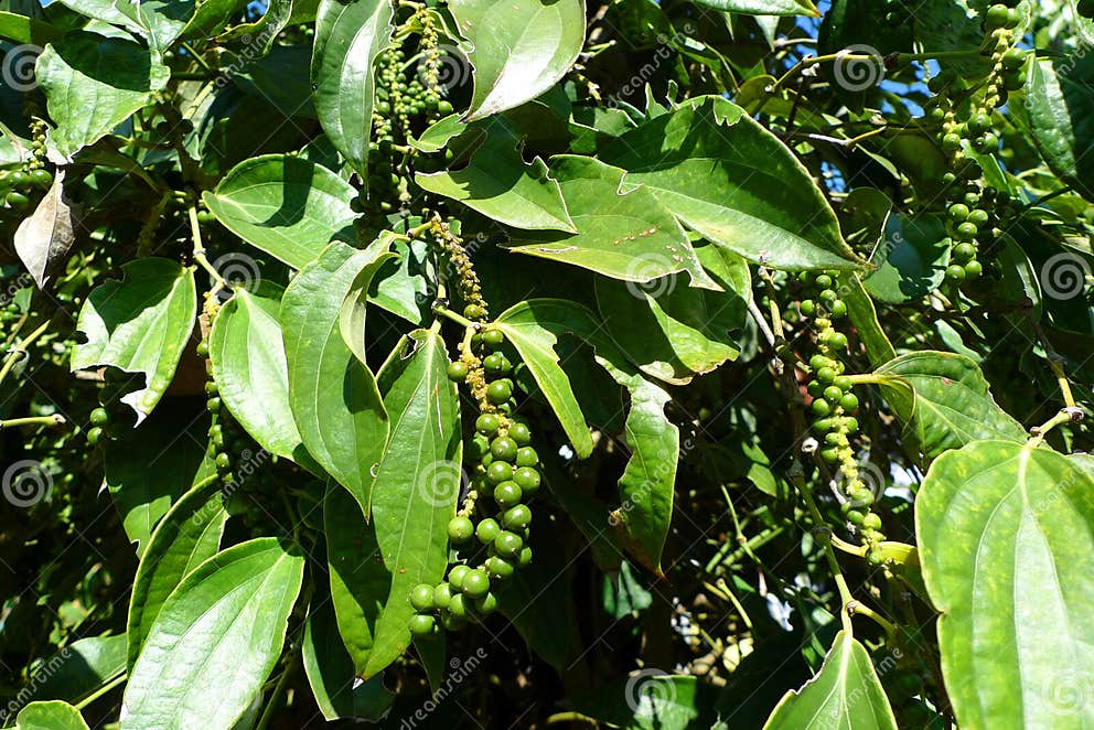 Peppercorn farm stock photo. Image of natural, cooking 24387402