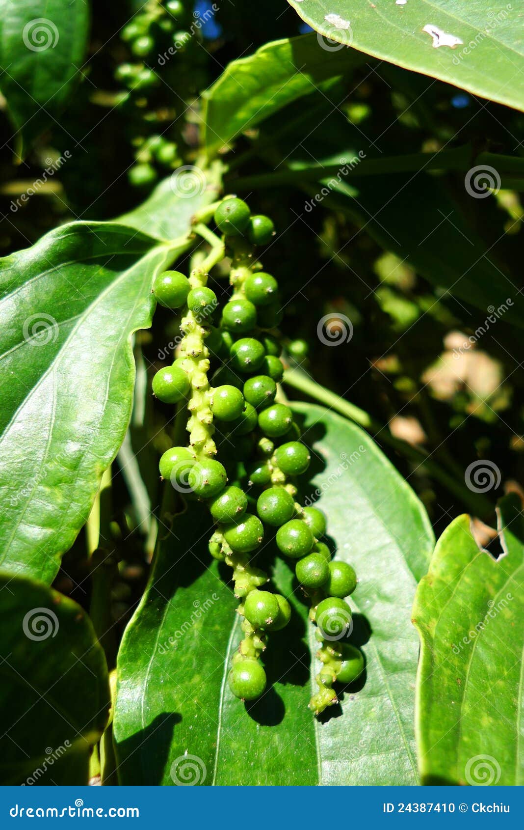 Peppercorn farm stock photo. Image of fertile, kampot 24387410