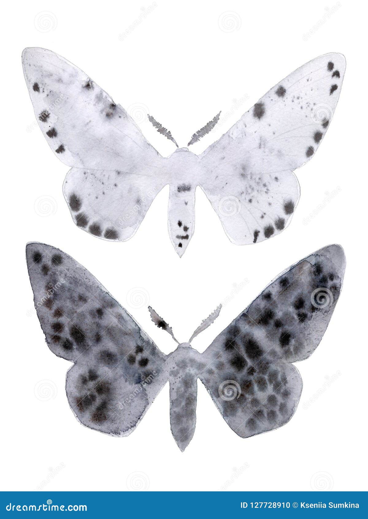 peppered moth melanic and light form on white.