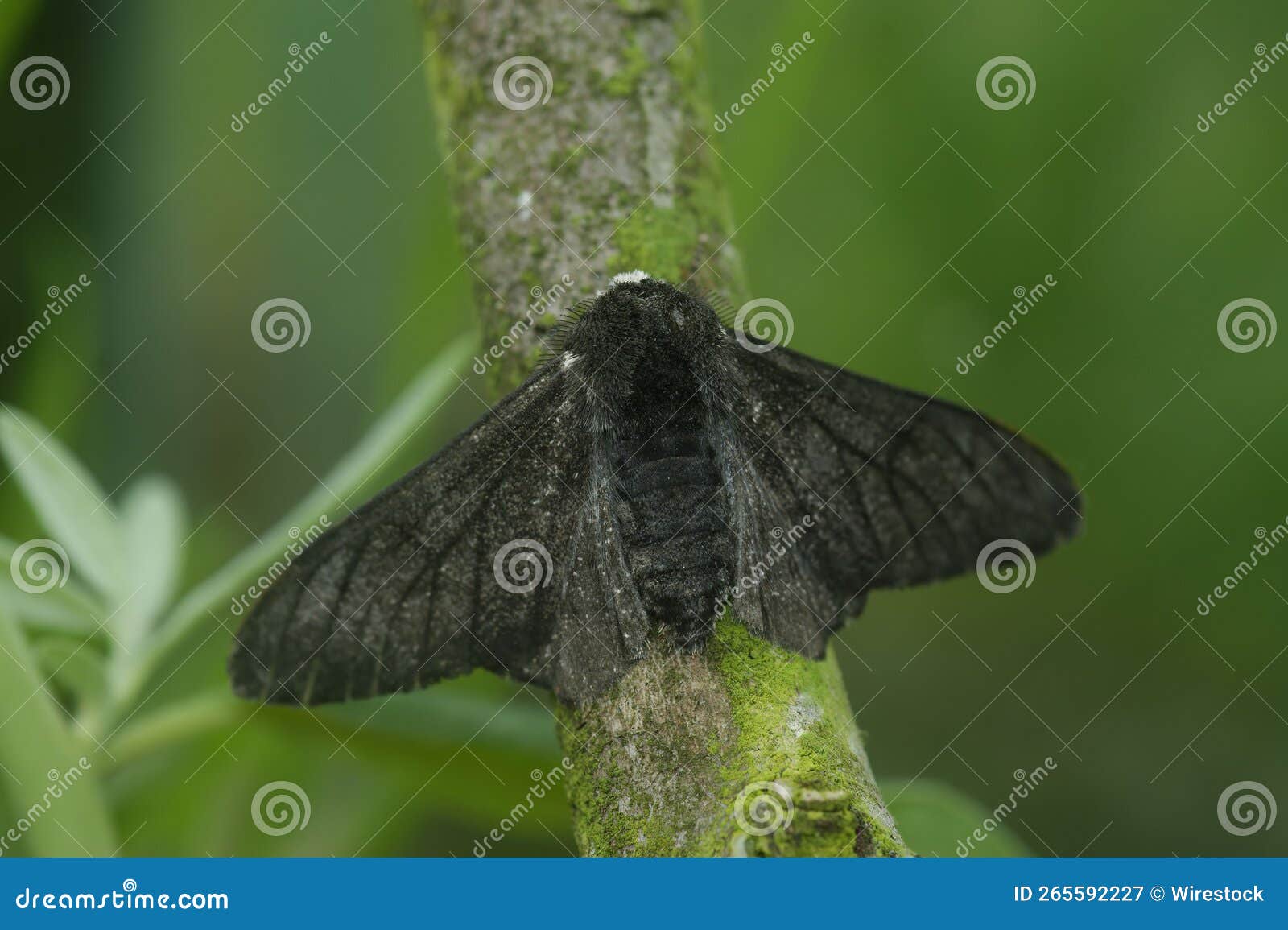 peppered moth (biston betularia) on a tree branch in closeup