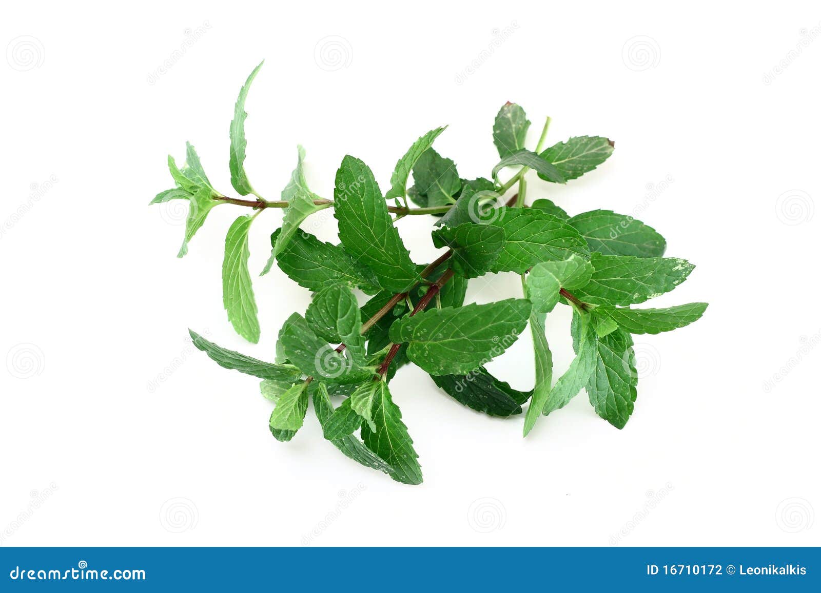 Peppermint stock photo. Image of pepperminttea, leaf 16710172