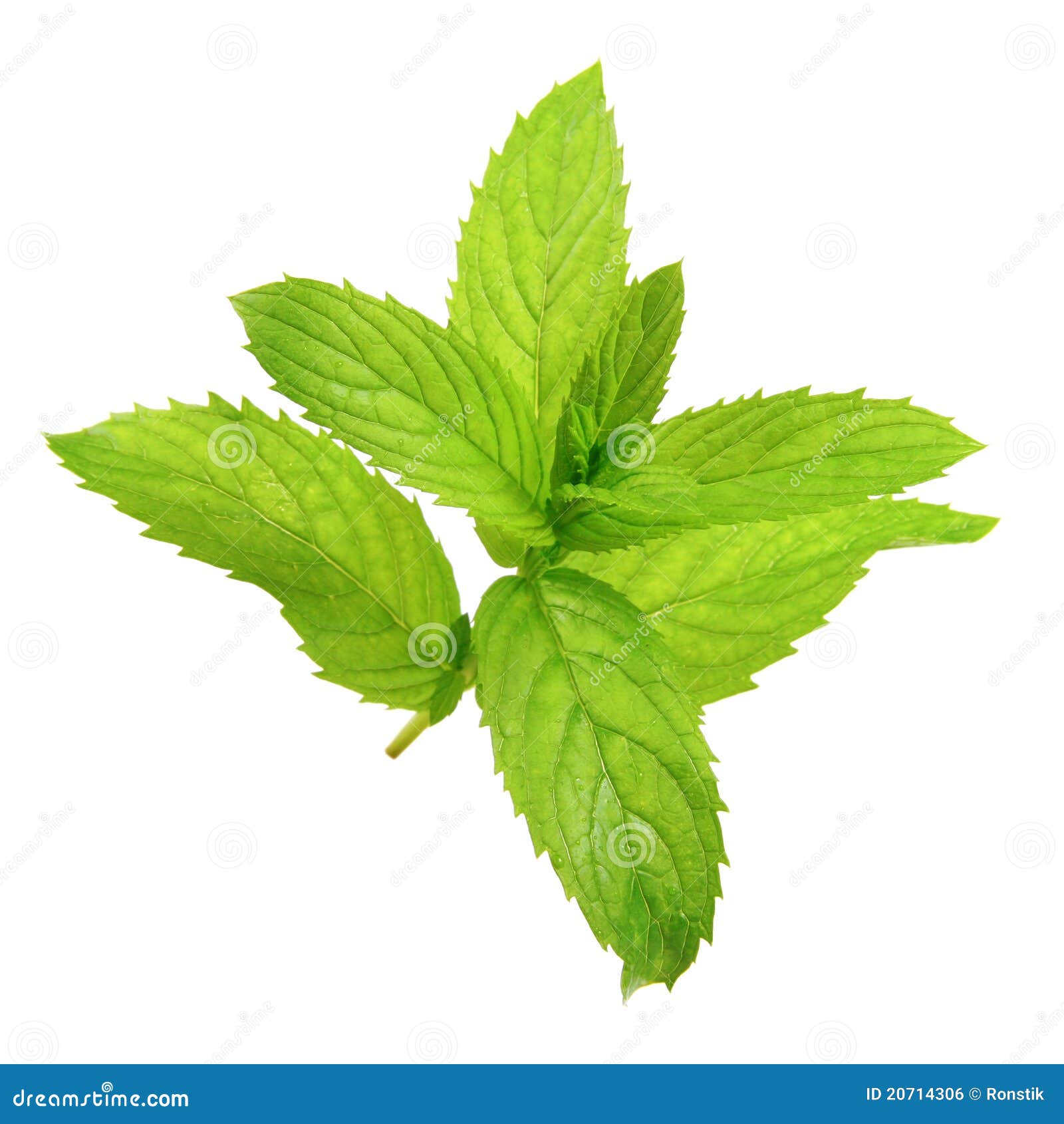 free mint leaves clipart - photo #49