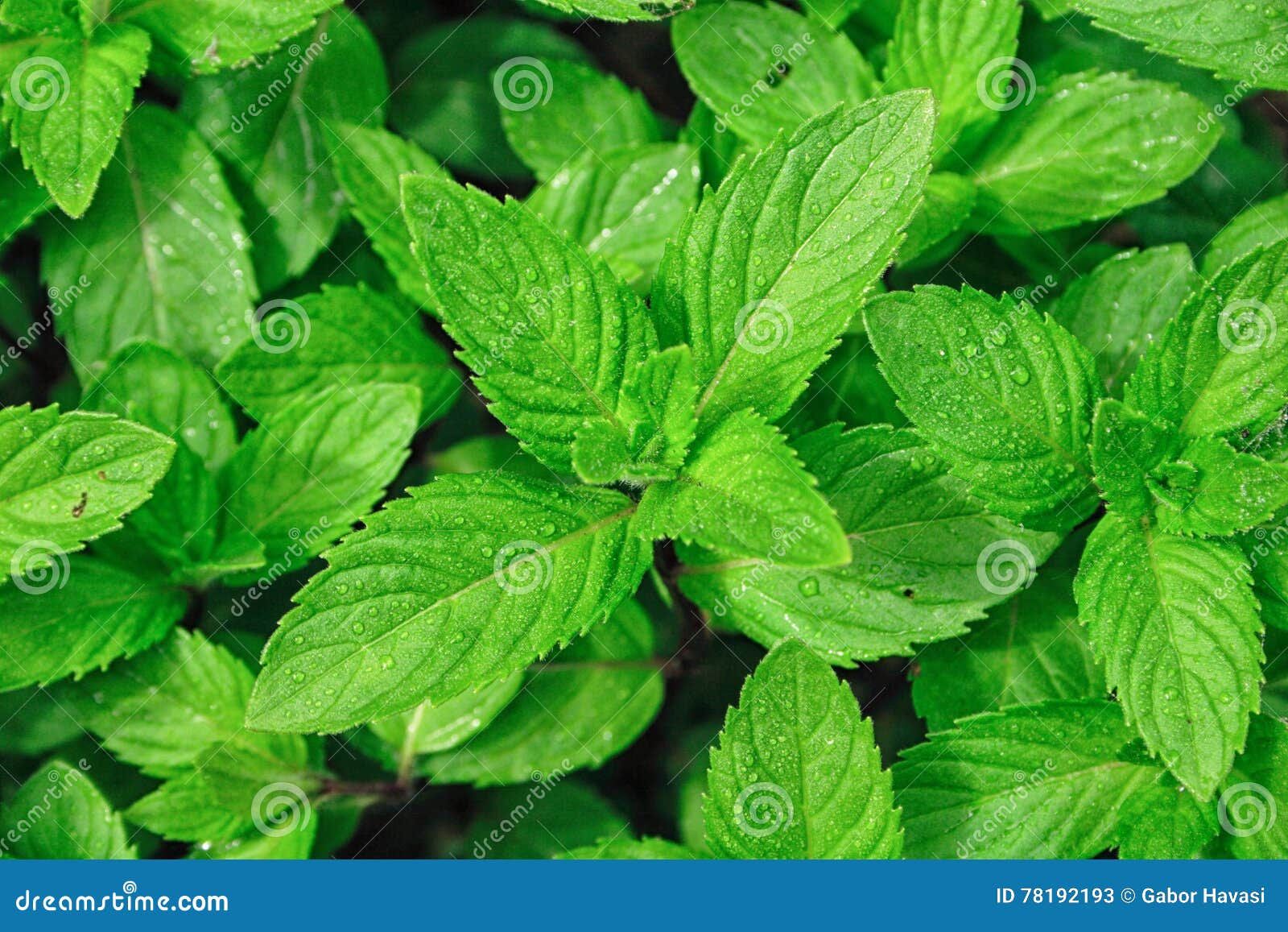 Peppermint stock image. Image of garden, aroma, nature 78192193