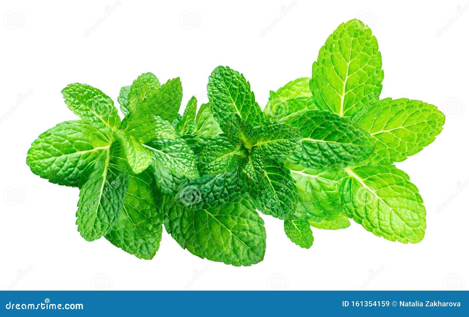 peppermint white background pictures peppermint white background pictures
