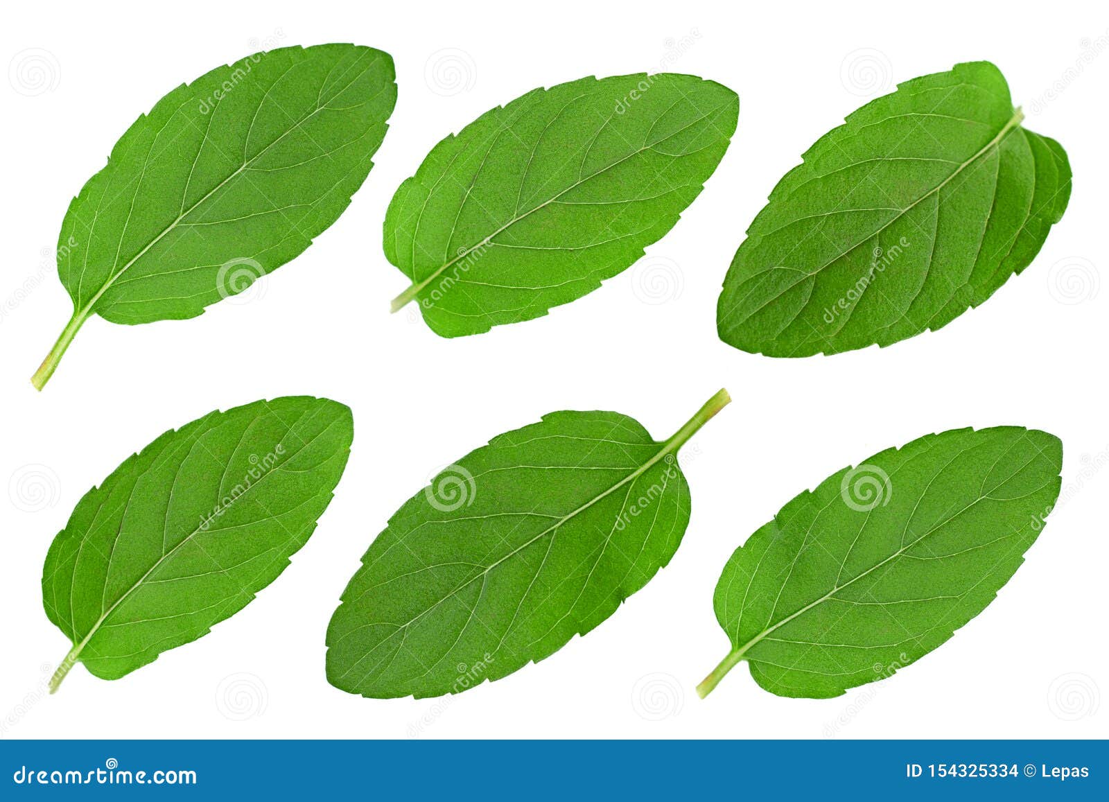 Peppermint Leaf Closeup Collection Stock Photo Image of organic, herb
