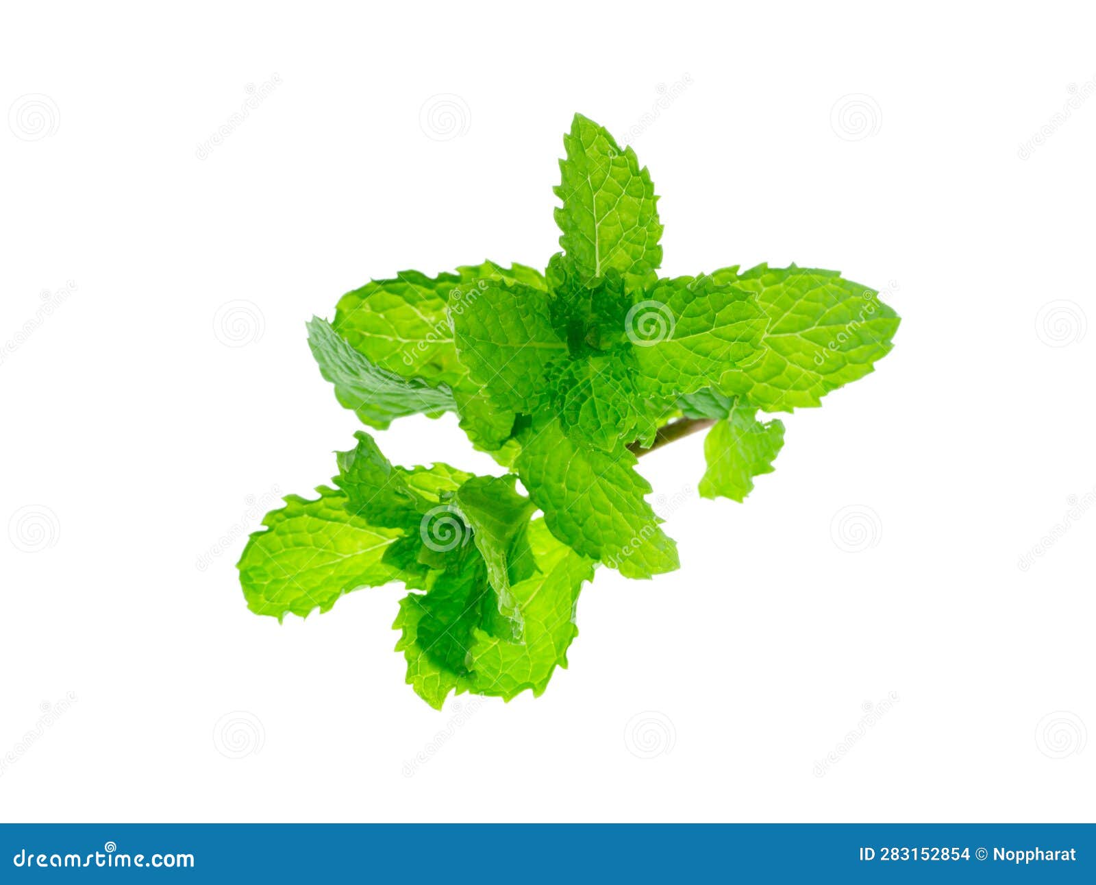 Peppermint Leaf on White Background Stock Photo Image of natural