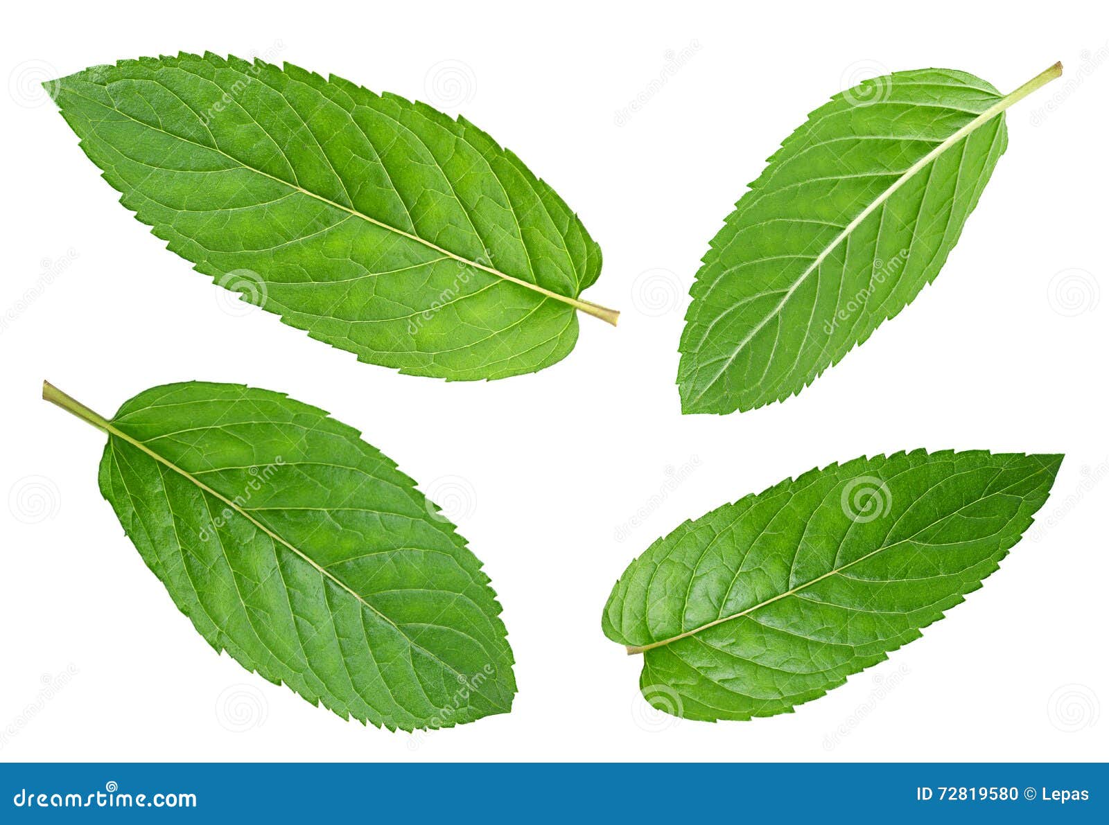 Peppermint leaf on white stock photo. Image of plant 72819580