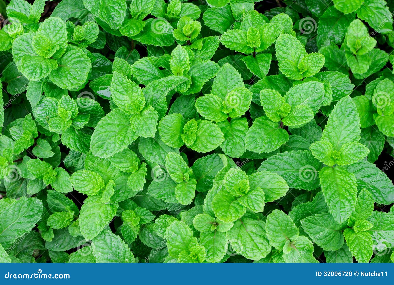 Peppermint stock photo. Image of aroma, light, green 32096720