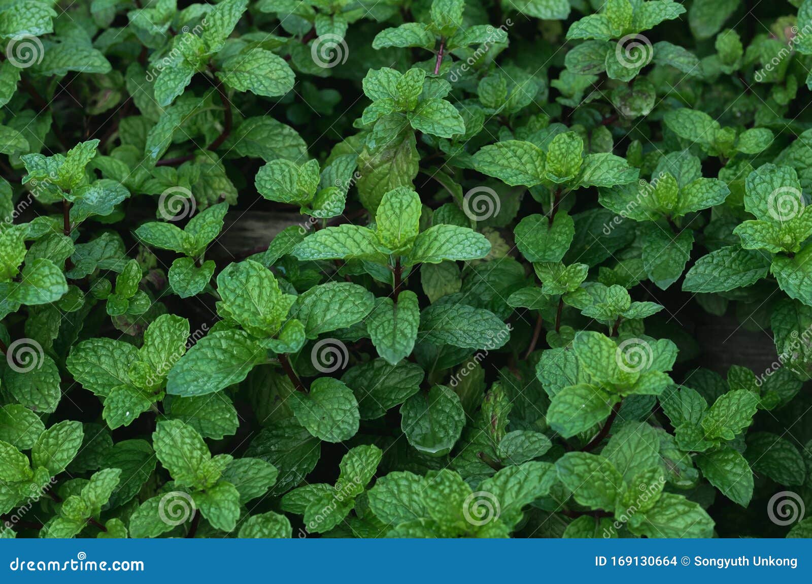Peppermint leaves. stock photo. Image of green, freshness 169130664