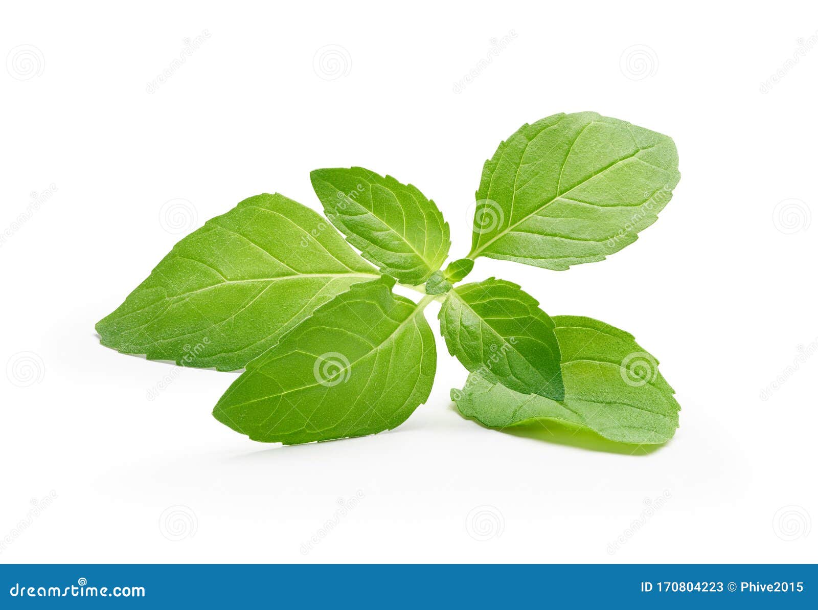Peppermint Leaves Isolated on White Background Stock Image Image of