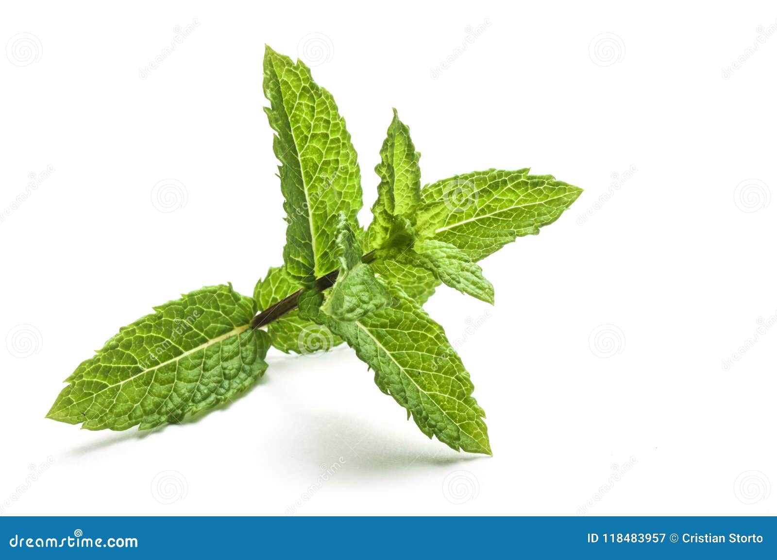 Peppermint Leaves Isolated on White Background Stock Image Image of