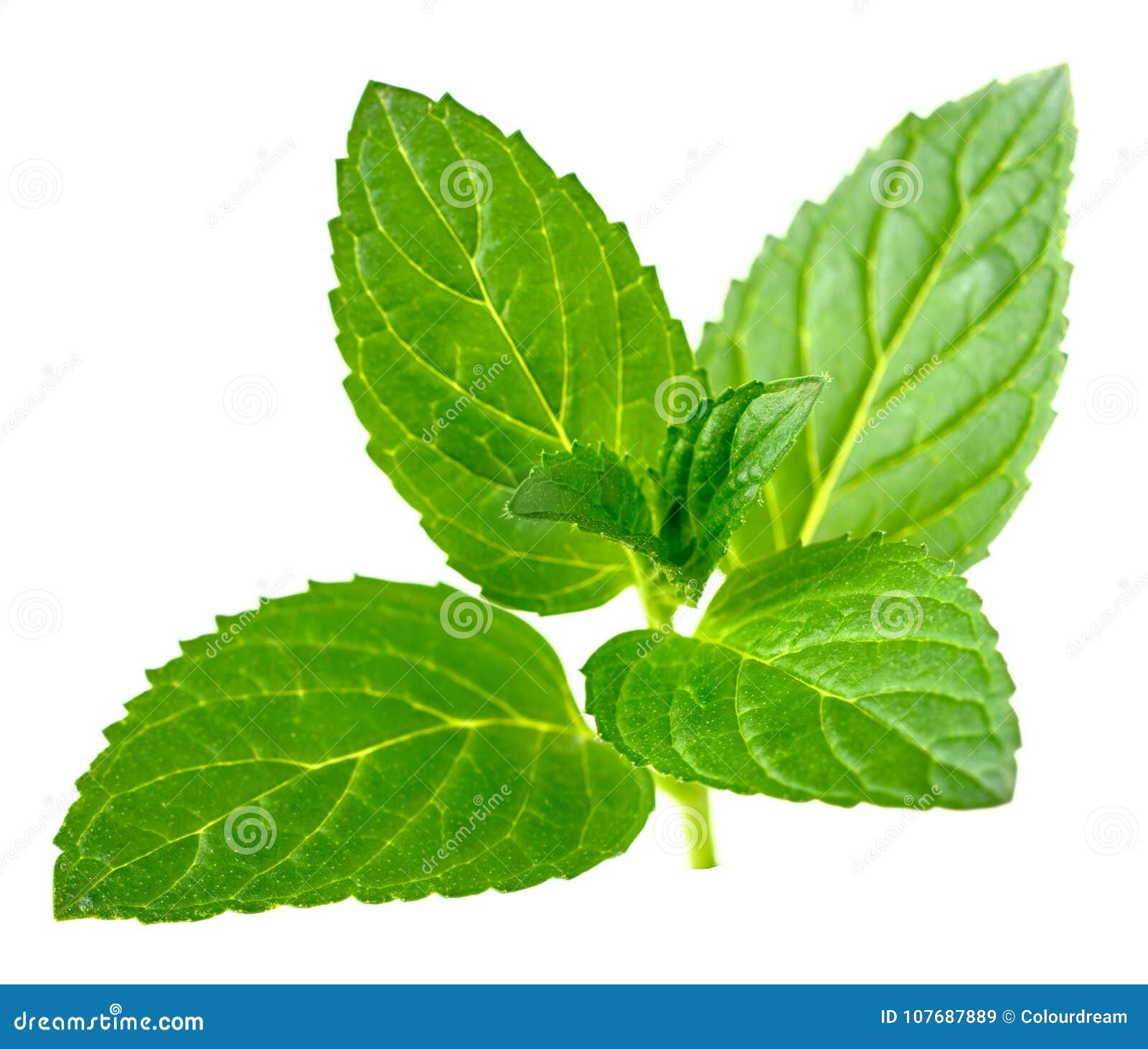 Peppermint Leaves Isolated on White Stock Image Image of leaf, close