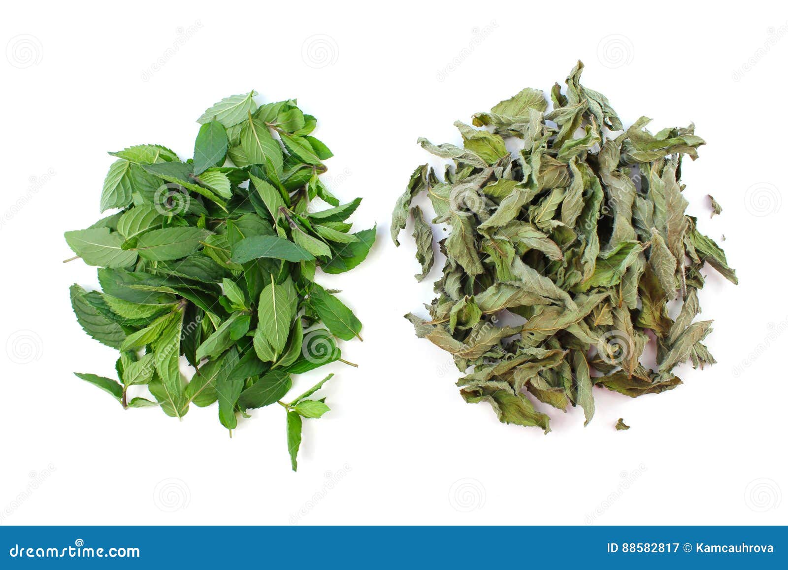 Peppermint, Mint Leaves Fresh and Dried Stock Image Image of