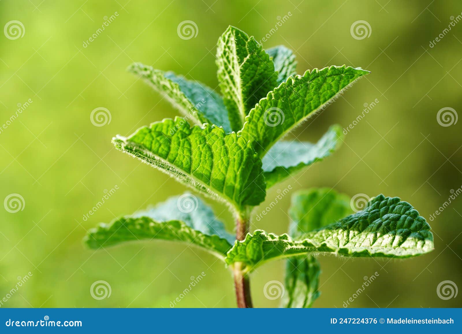 Peppermint Plant Growing Outdoors Stock Photo Image of medicine