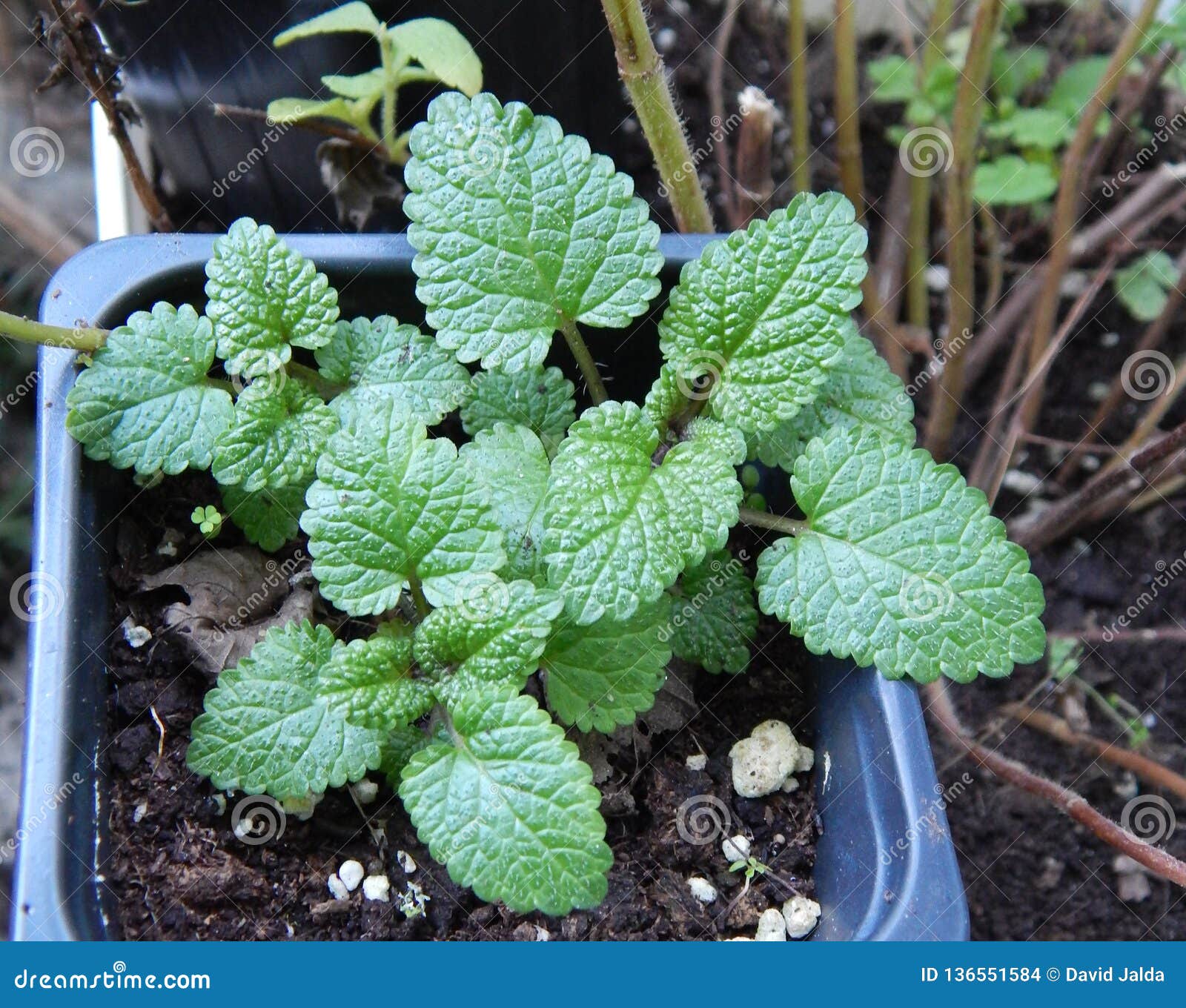 peppermint mentha plant in a pot