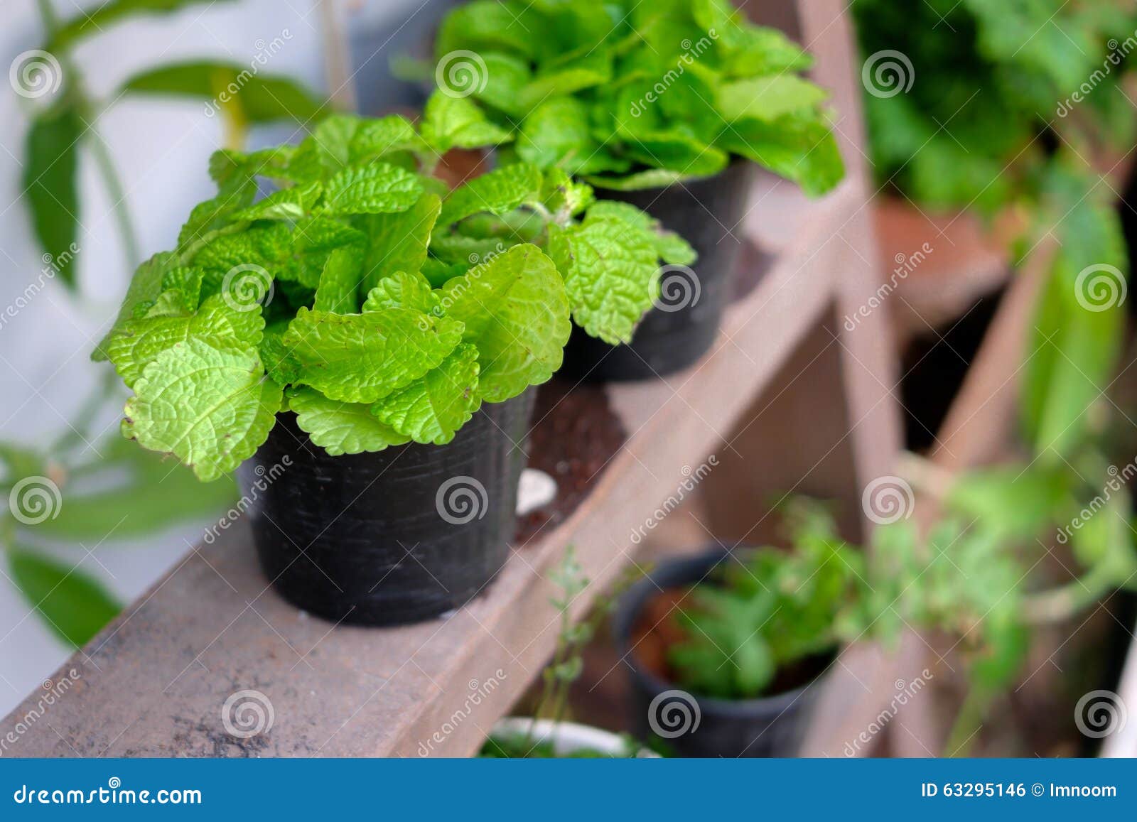 Peppermint in pot stock photo. Image of dirty, flower 63295146