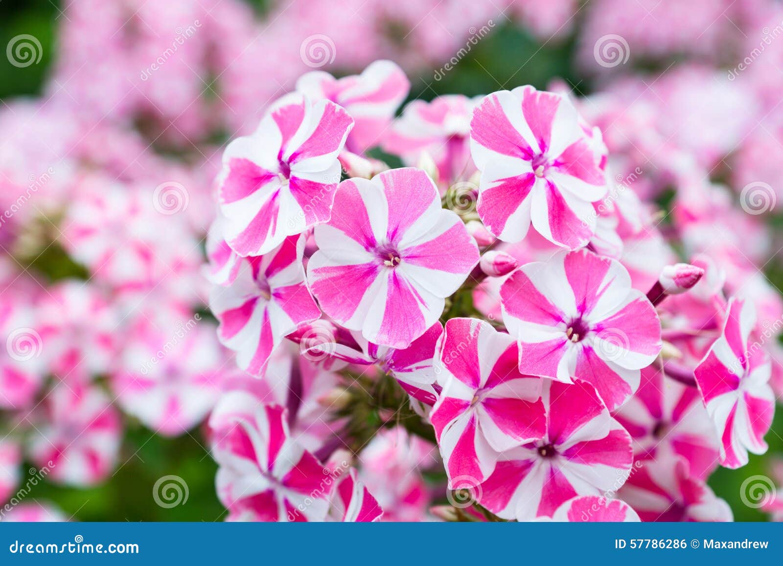 Peppermint Twist Phlox Flowers Stock Photo Image of formal, leaves
