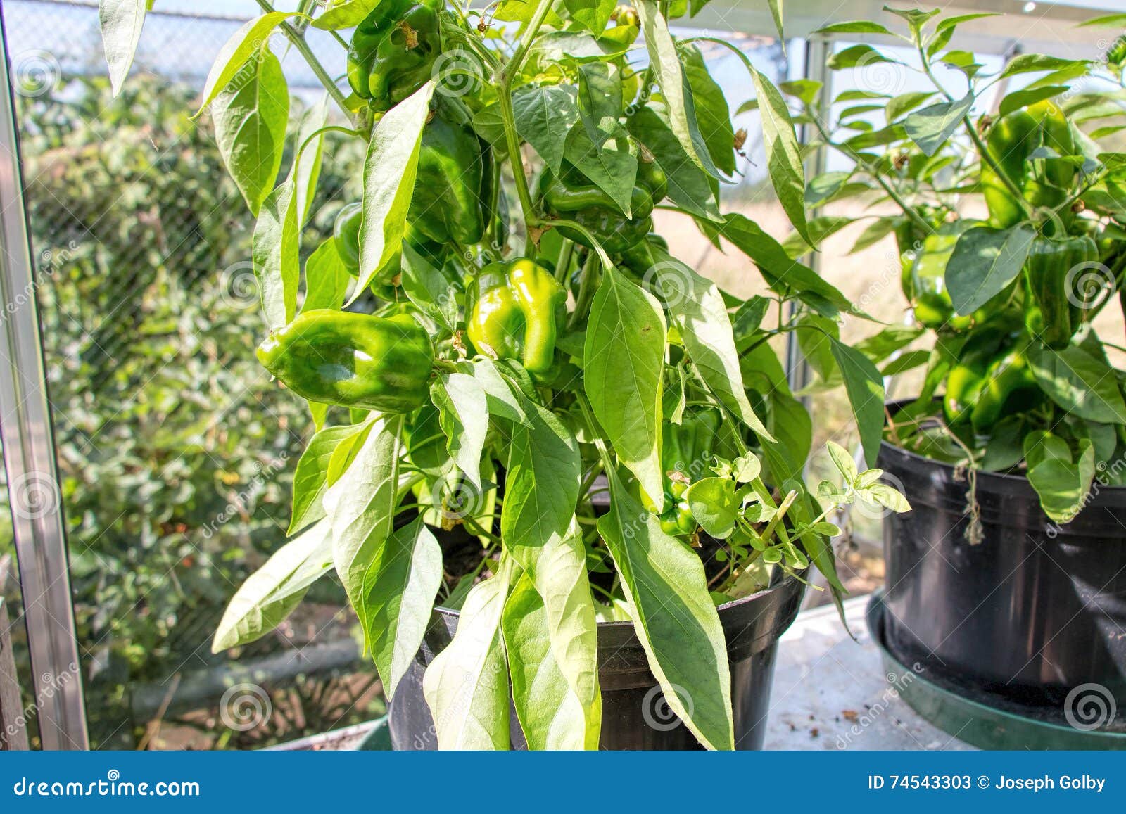 Peppers Growing in Greenhouse. Vegetable Garden. Stock Image Image of ripe, greenhouse 74543303