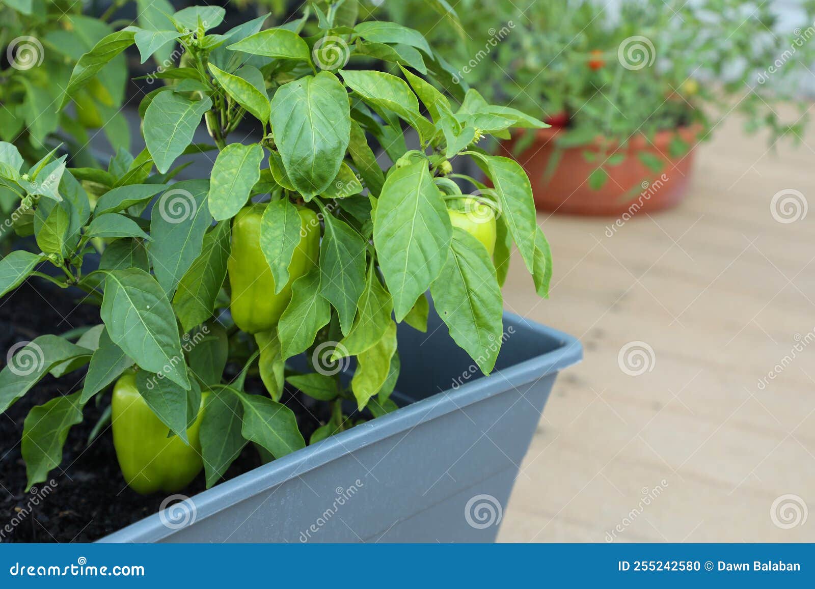 Peppers Growing Inside a Patio Planter Stock Photo Image of open