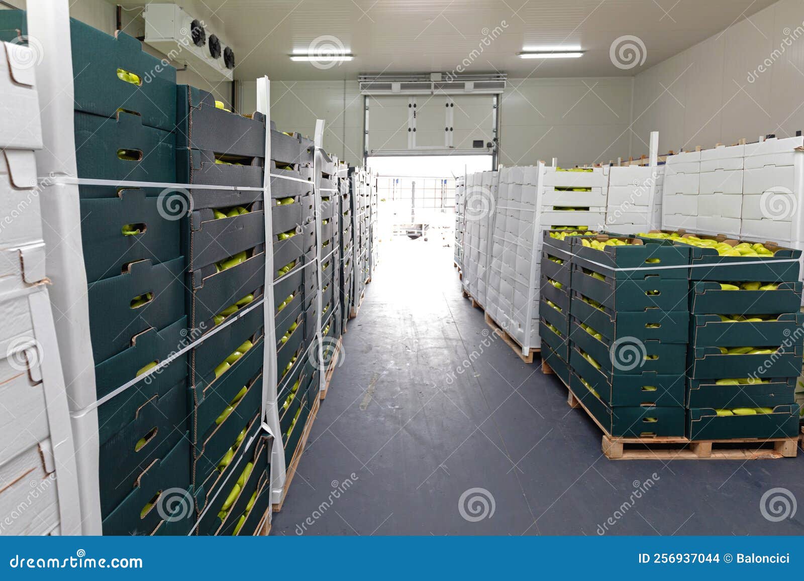 Peppers Pallets Cold Storage Stock Photo Image of door, storage
