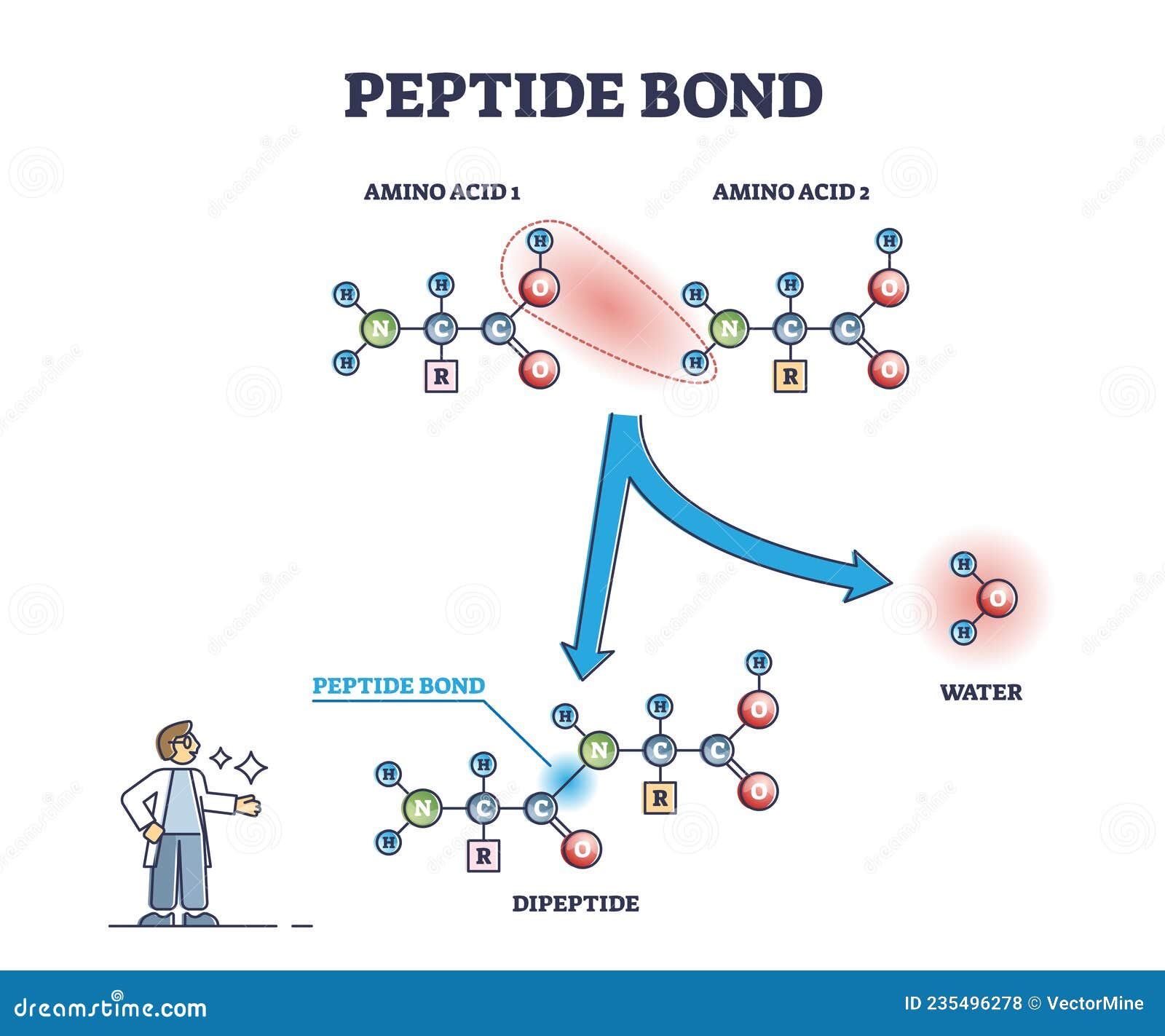 peptide bond as amino acids formation in protein reaction outline diagram