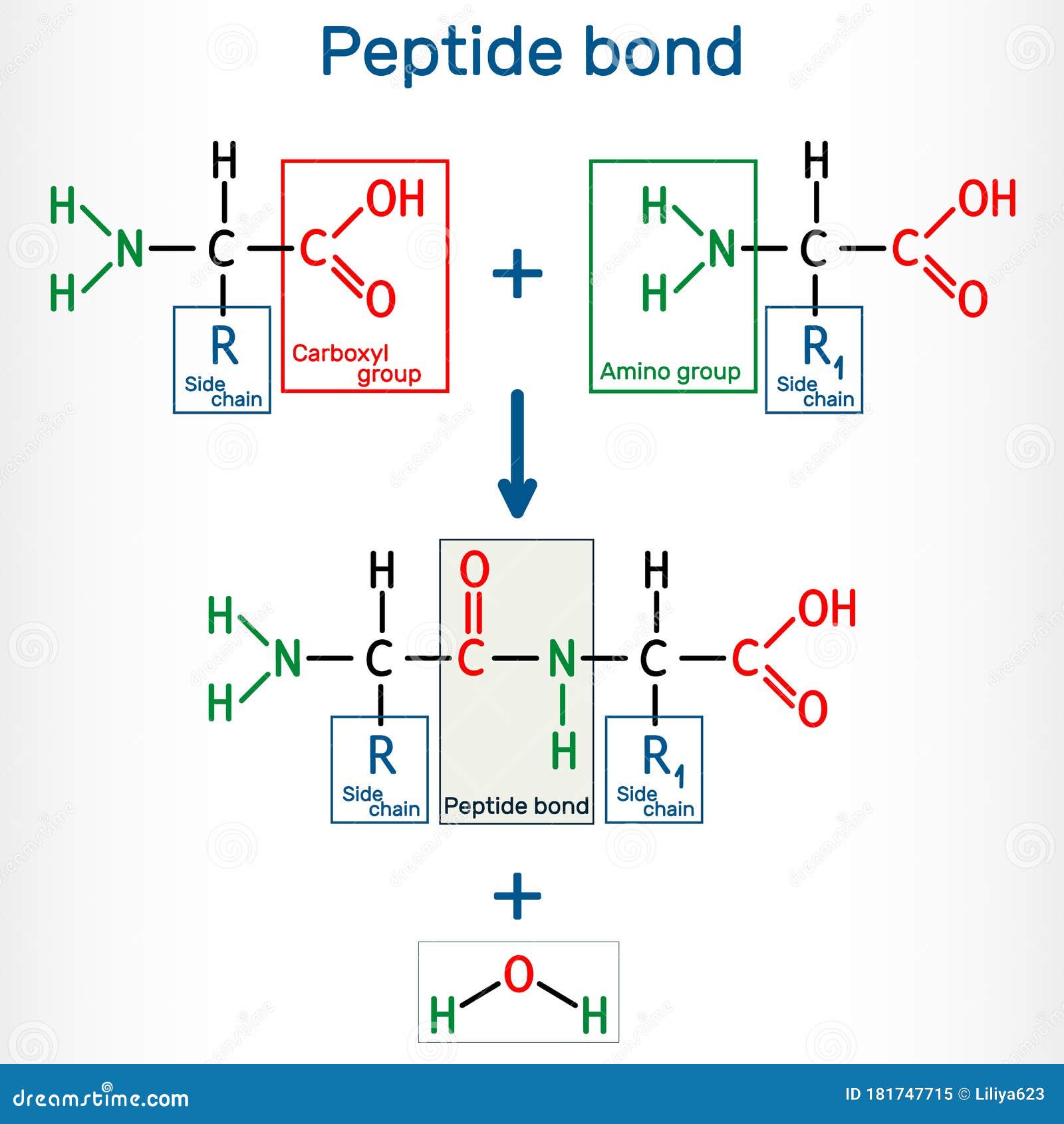 Polypeptide Bond Between Two Amino Acids / Chemical Bonds