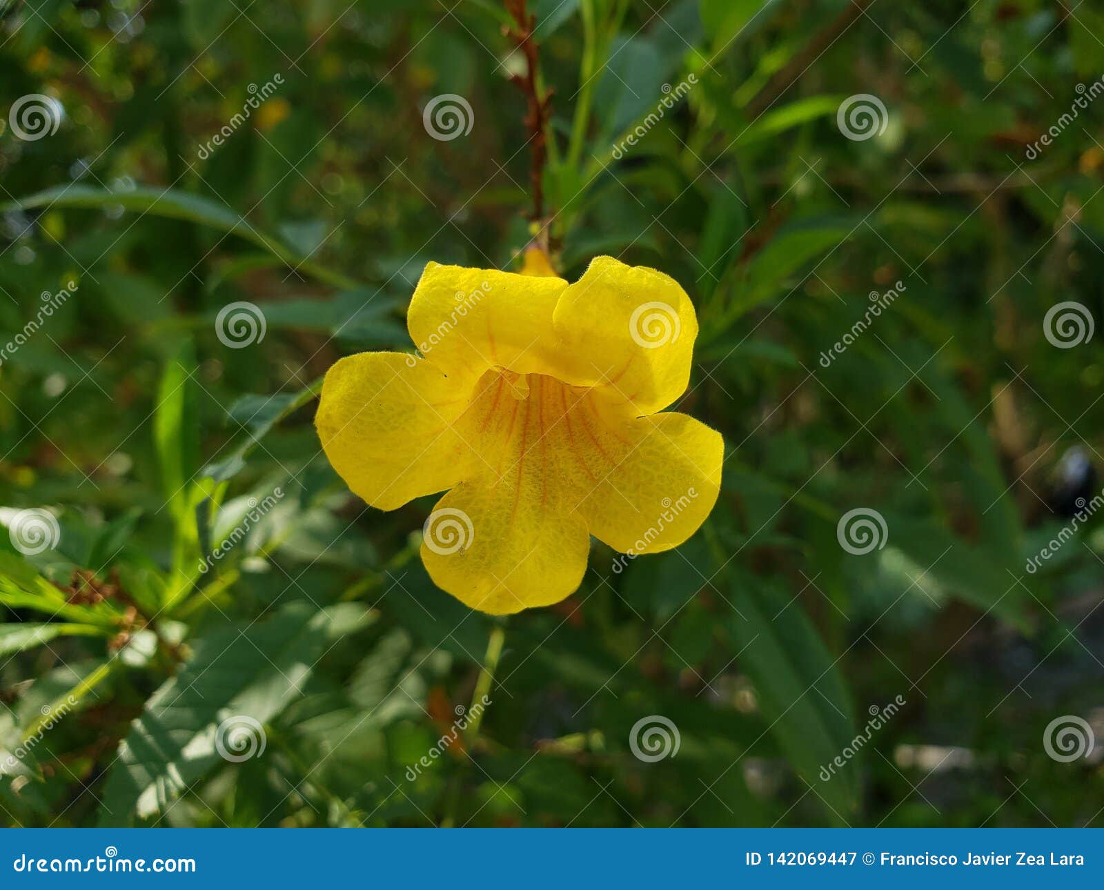 Pequeña Flor Amarilla En Un Jardín Imagen de archivo - Imagen de resorte,  belleza: 142069447