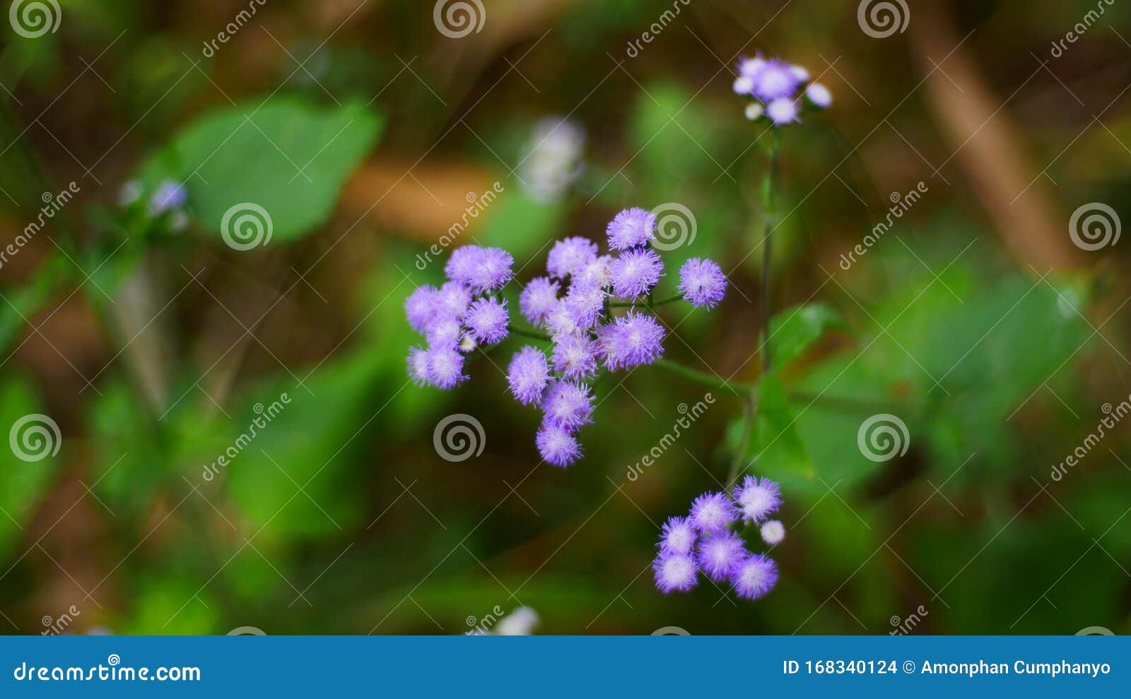 Pequeña Flor Morada Y Campo De Hierba De Fondo Natural, Flor De Hierba Y  Montaña Foto de archivo - Imagen de flor, granja: 168340124