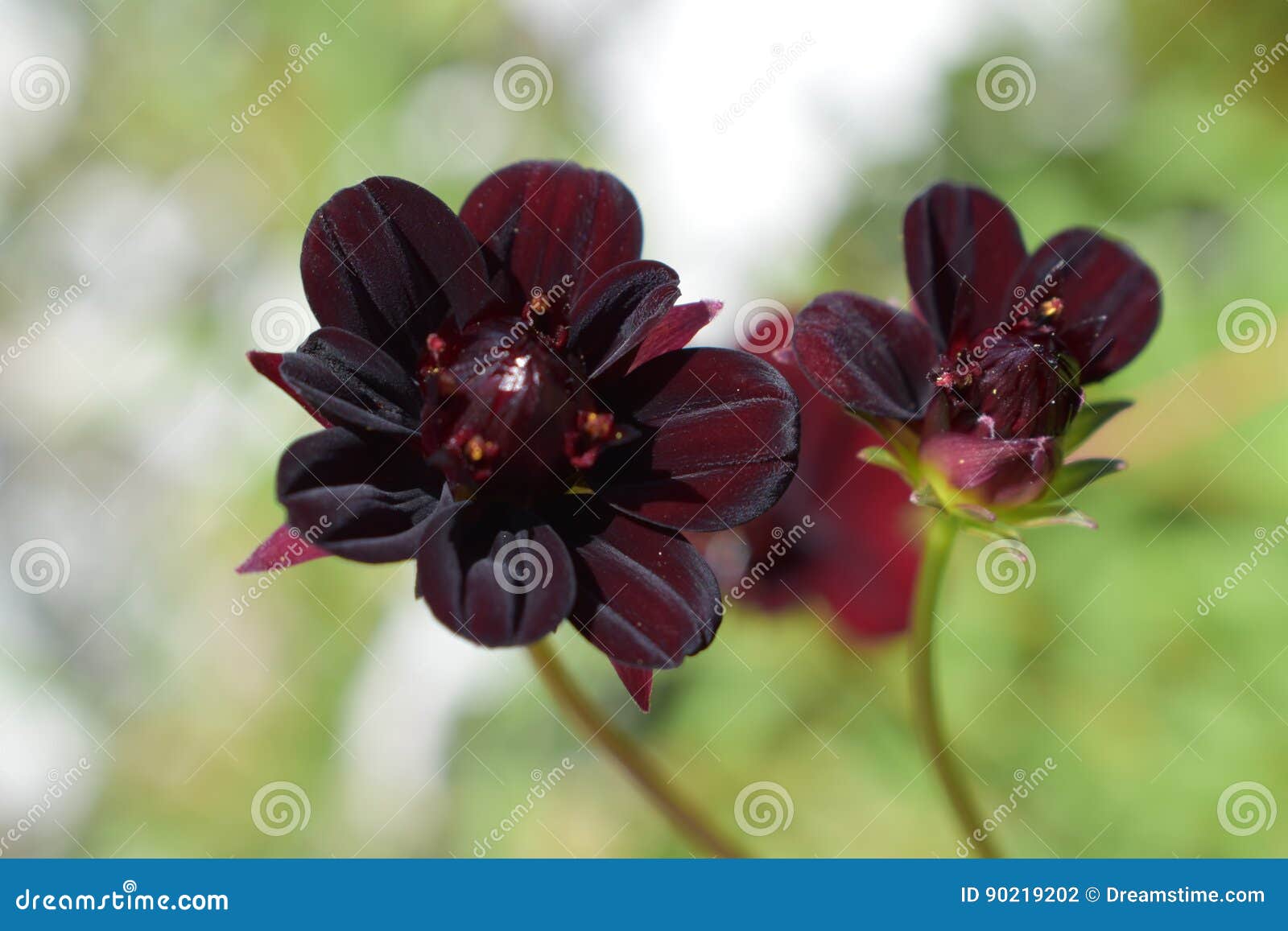 Pequeña Flor Negra De La Dalia Foto de archivo - Imagen de floraciones,  macro: 90219202